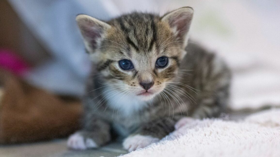 Freiburg: Frau wirft Katzenbabys in Bach – Zeugin eilt zu Hilfe