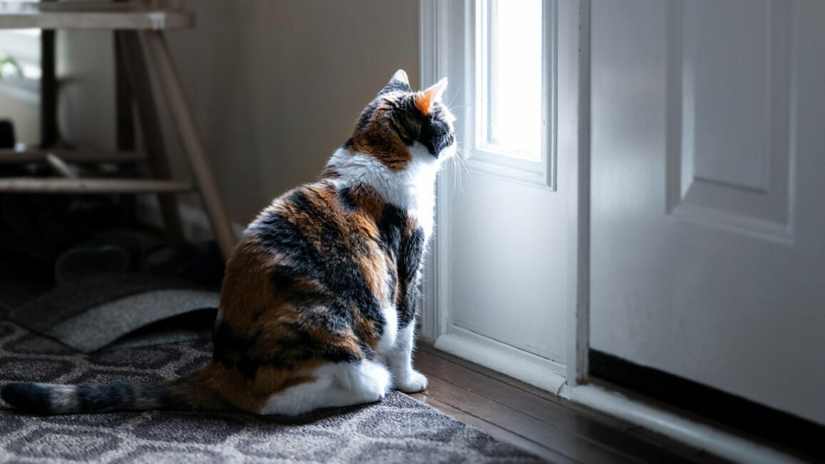 Haustiere: Wie lange dürfen Katzen allein zu Hause bleiben?