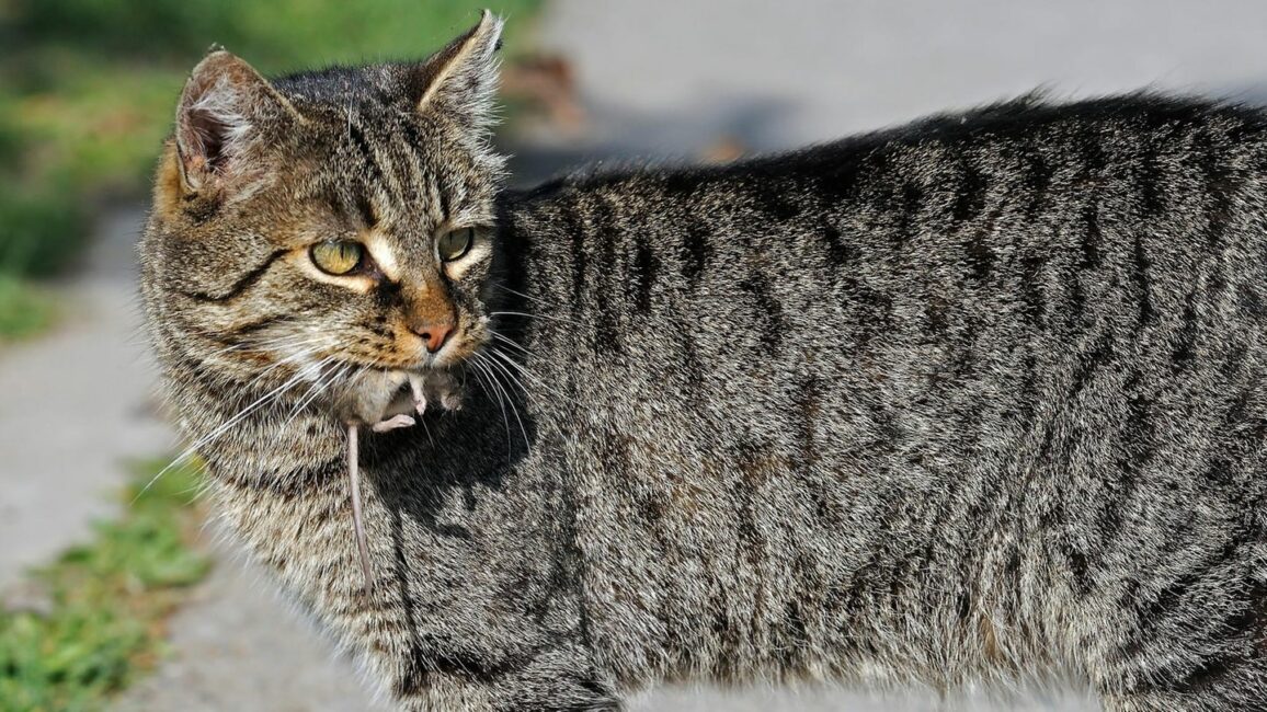 Verhaltensbiologie: Warum Katzen lebende Mäuse nach Hause bringen – es sind keine "Geschenke"