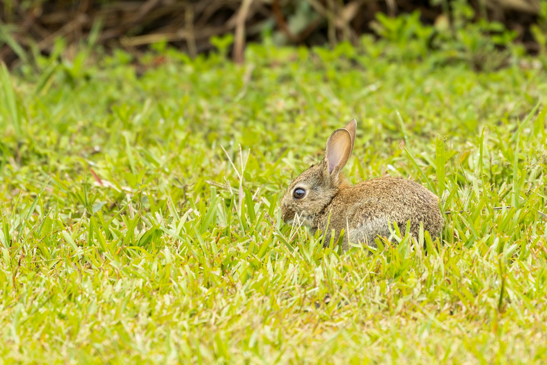 Bad Bunny Detailansicht: Bad Bunny