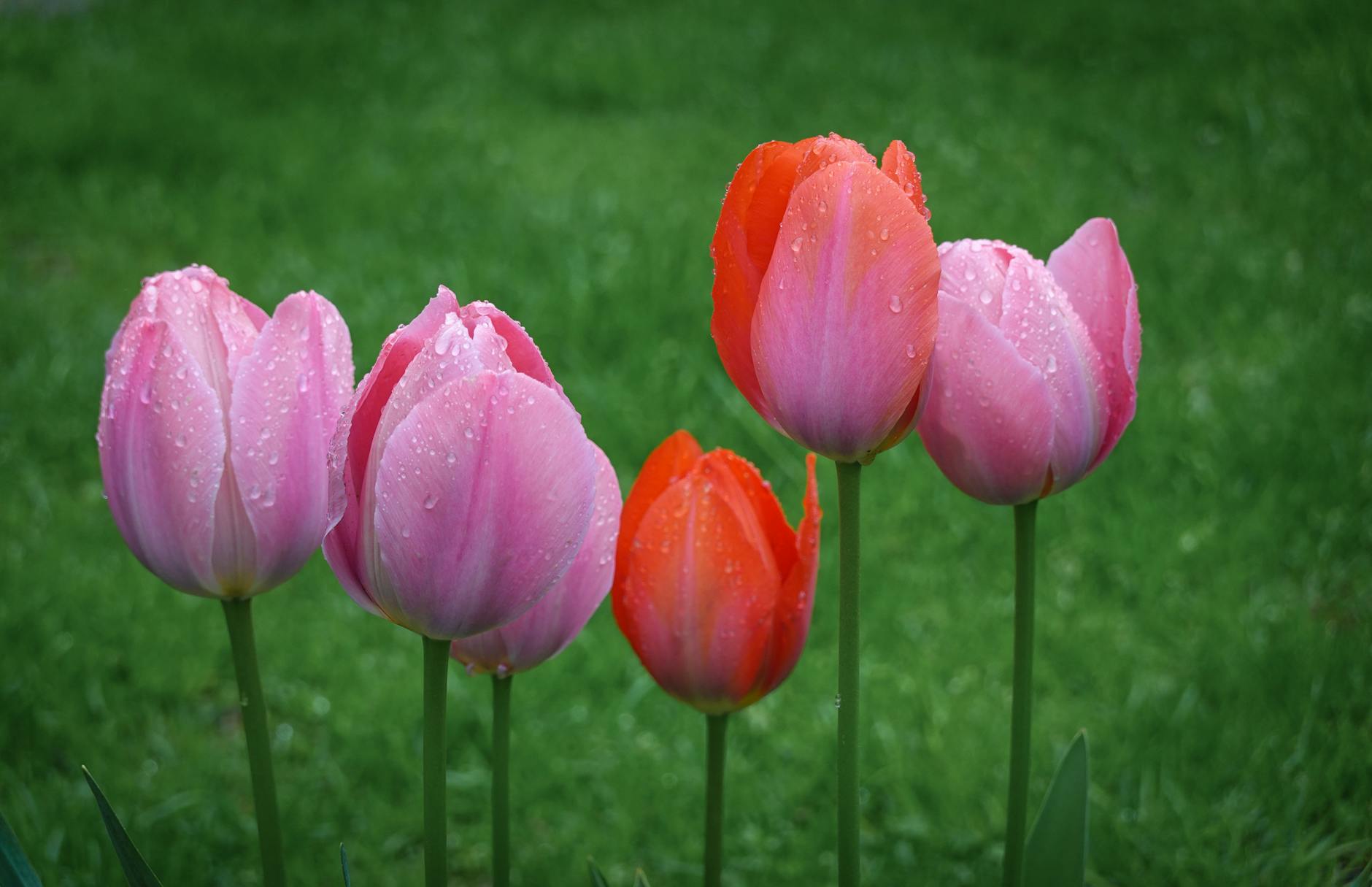 Blumen Valentinstag Detailansicht: Blumen Valentinstag