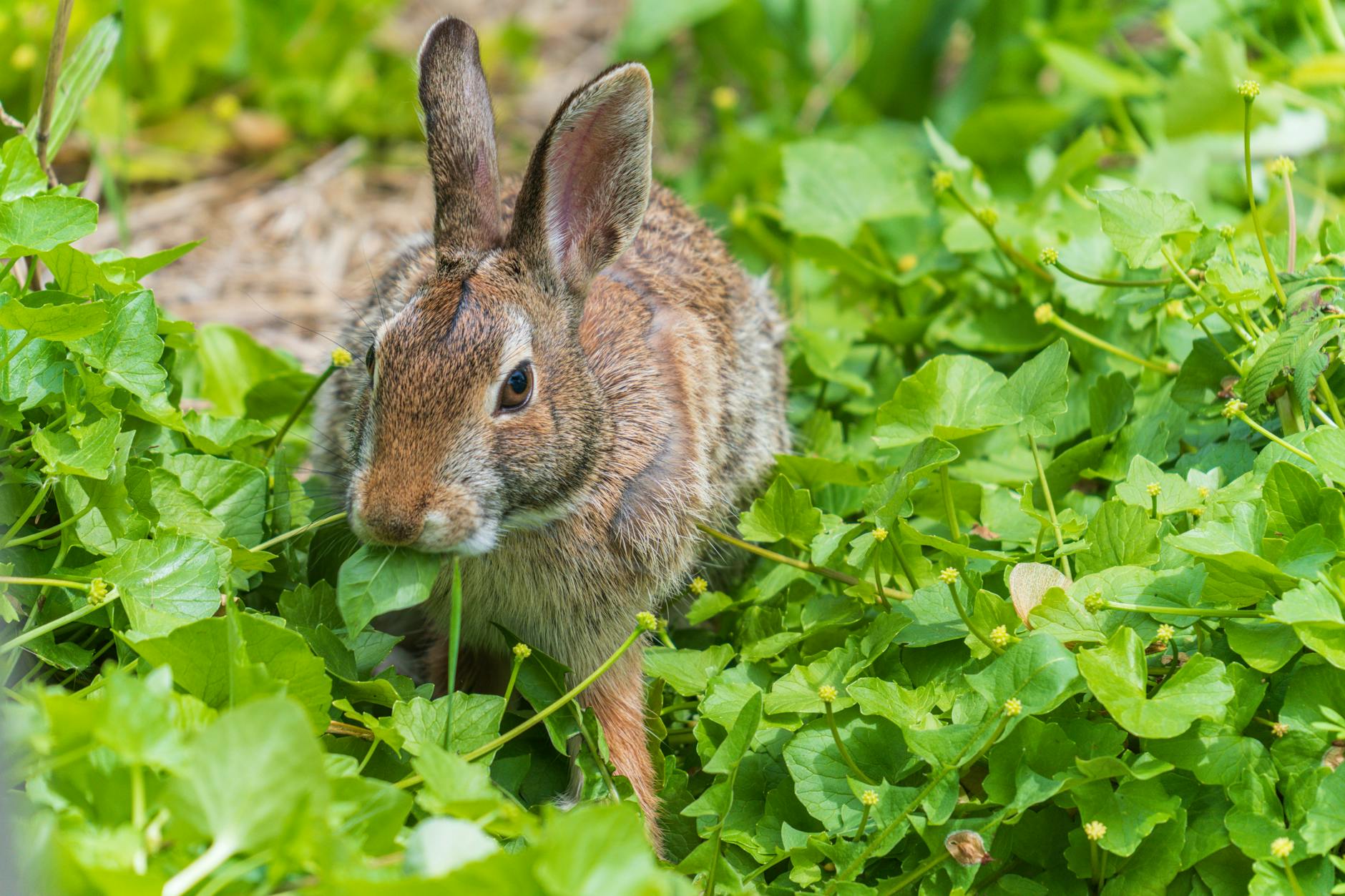 Gabriela Berlingeri Bad Bunny Detailansicht: Gabriela Berlingeri Bad Bunny