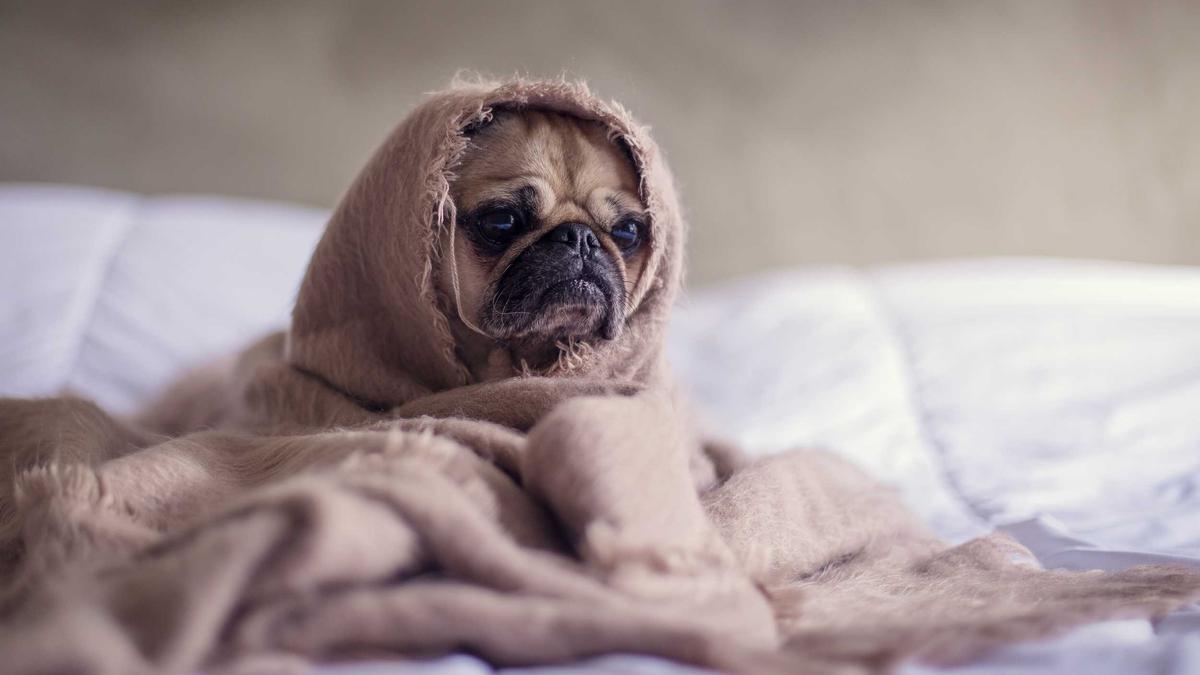 Konflikte Hundetrainer Symbolbild zum Thema Konflikte Hundetrainer