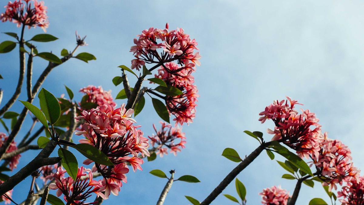 Prince Andrew Illustration zu Prince Andrew