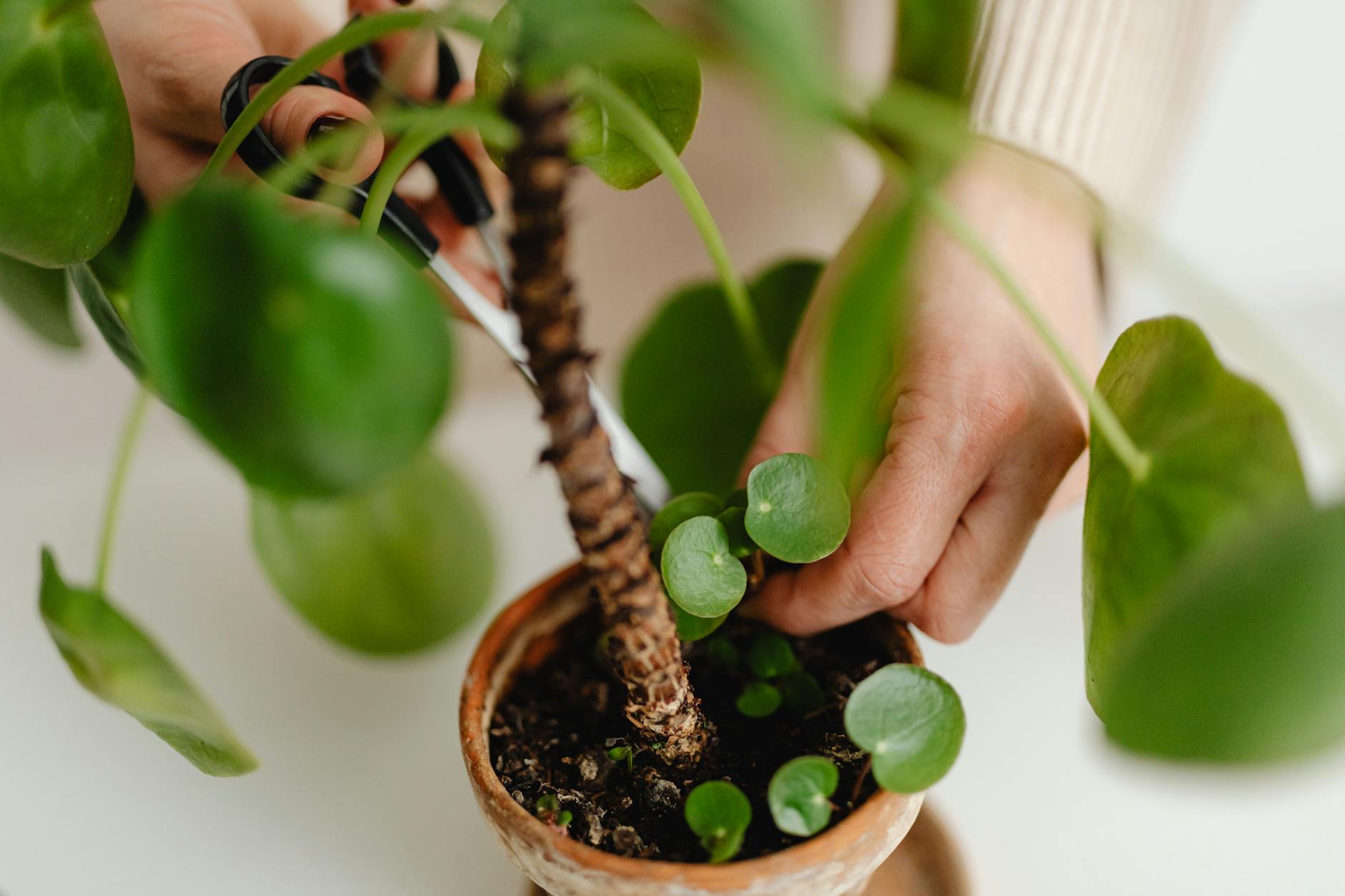 Illustration zu Rosebush Pruning