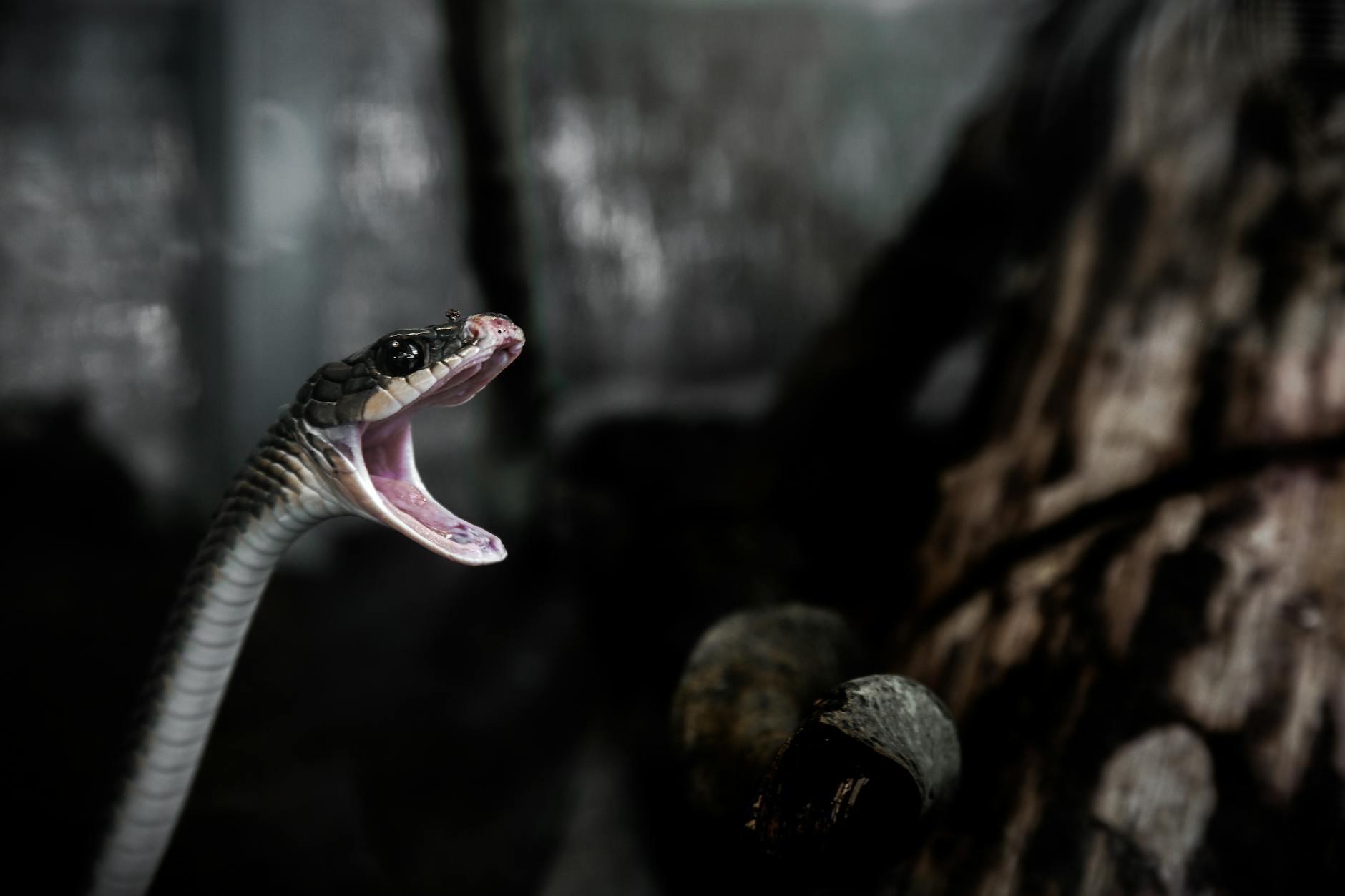 Illustration zu Snake Yoga