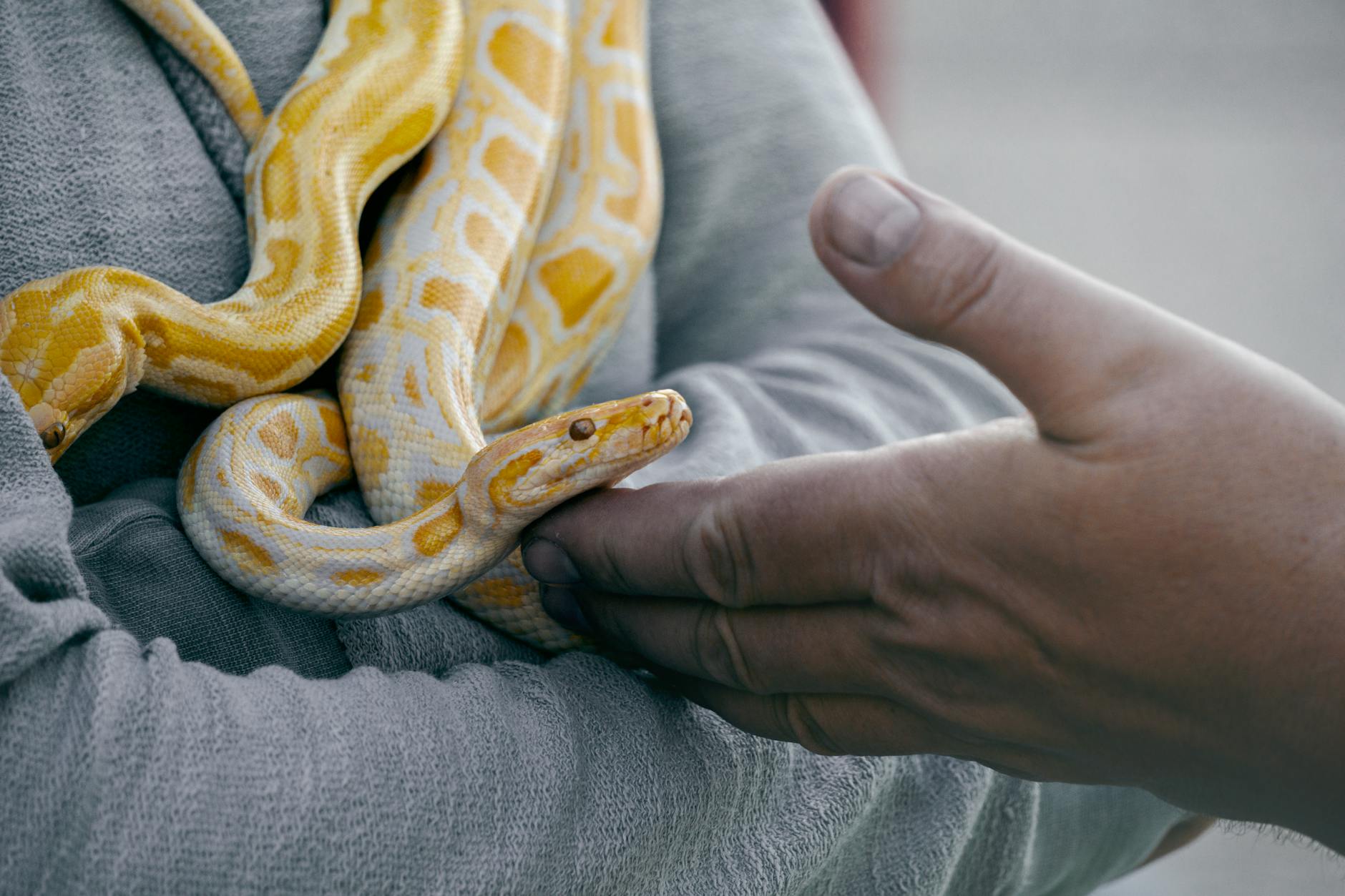 Detailansicht: Snake Yoga
