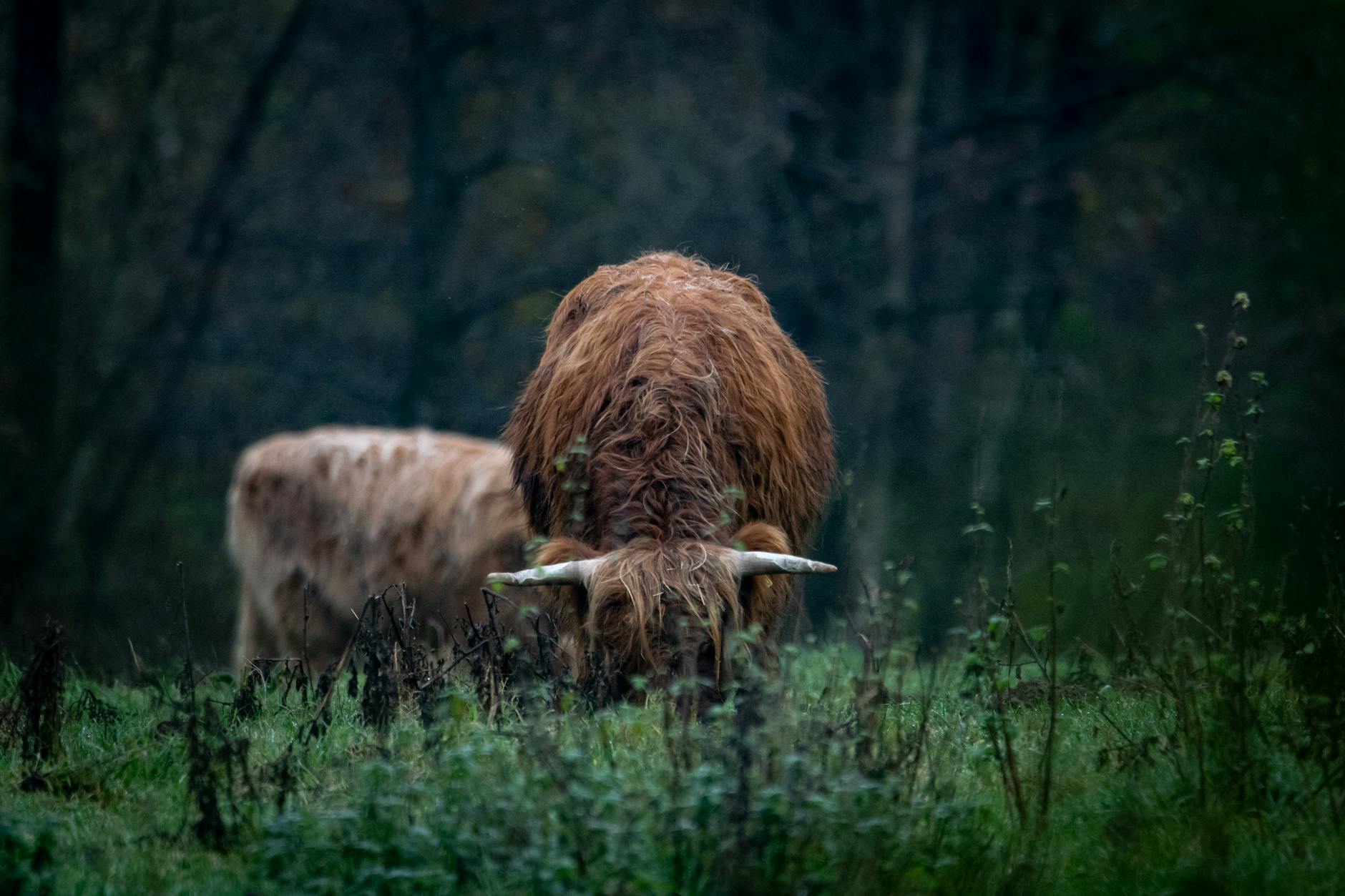 Detailansicht: Spülmittel Gegen Moos