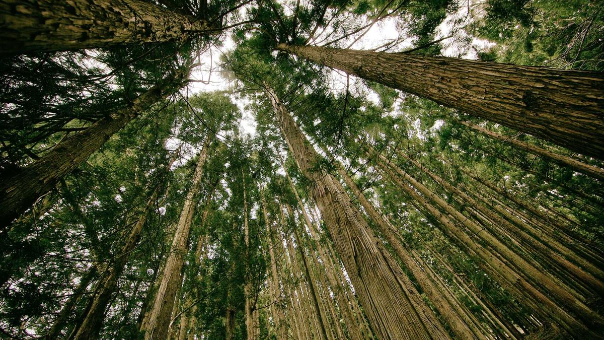 Detailansicht: Wer Ist Williams Woods