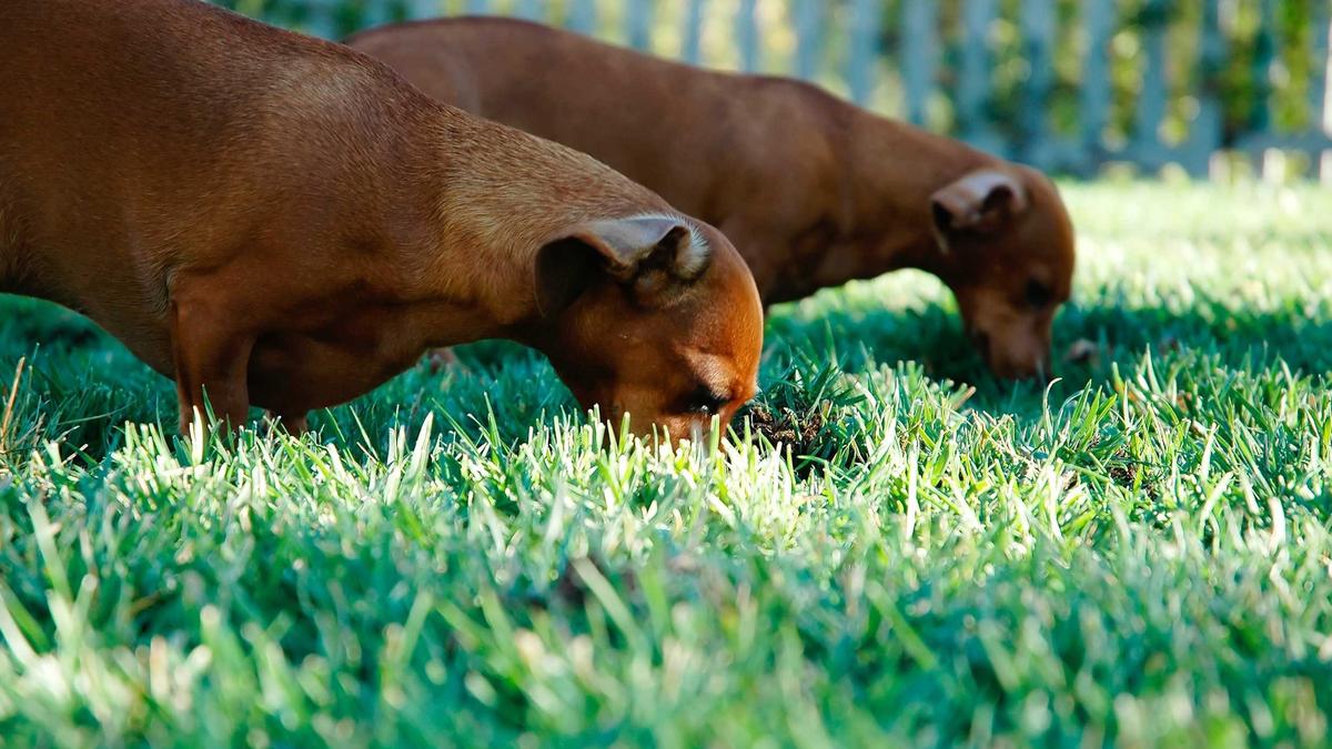 Winterspiele 2030 Symbolbild zum Thema Winterspiele 2030