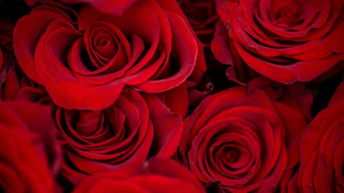 Umfrage: Zum Valentinstag wollen weniger Menschen Geschenke kaufen