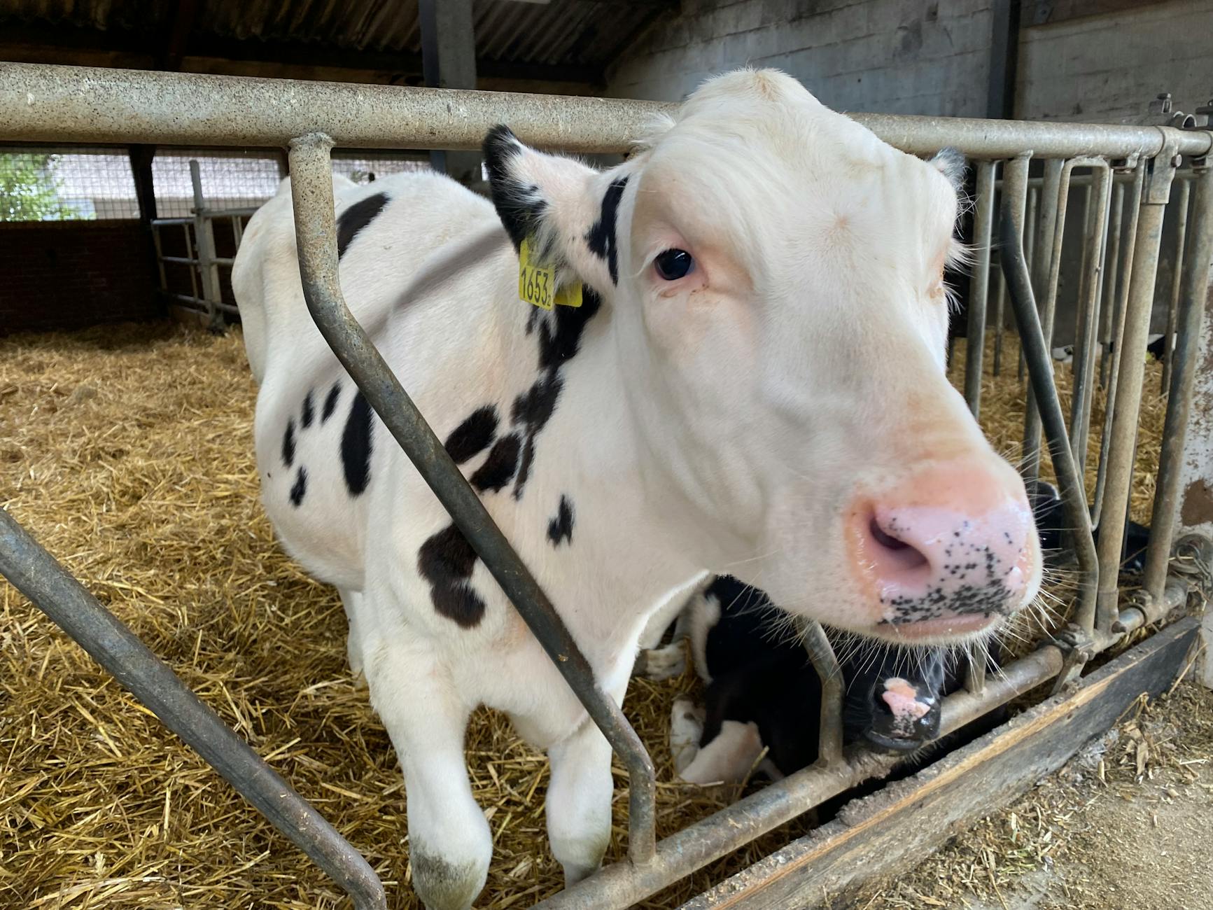 Detailansicht: Holstein – FCN
