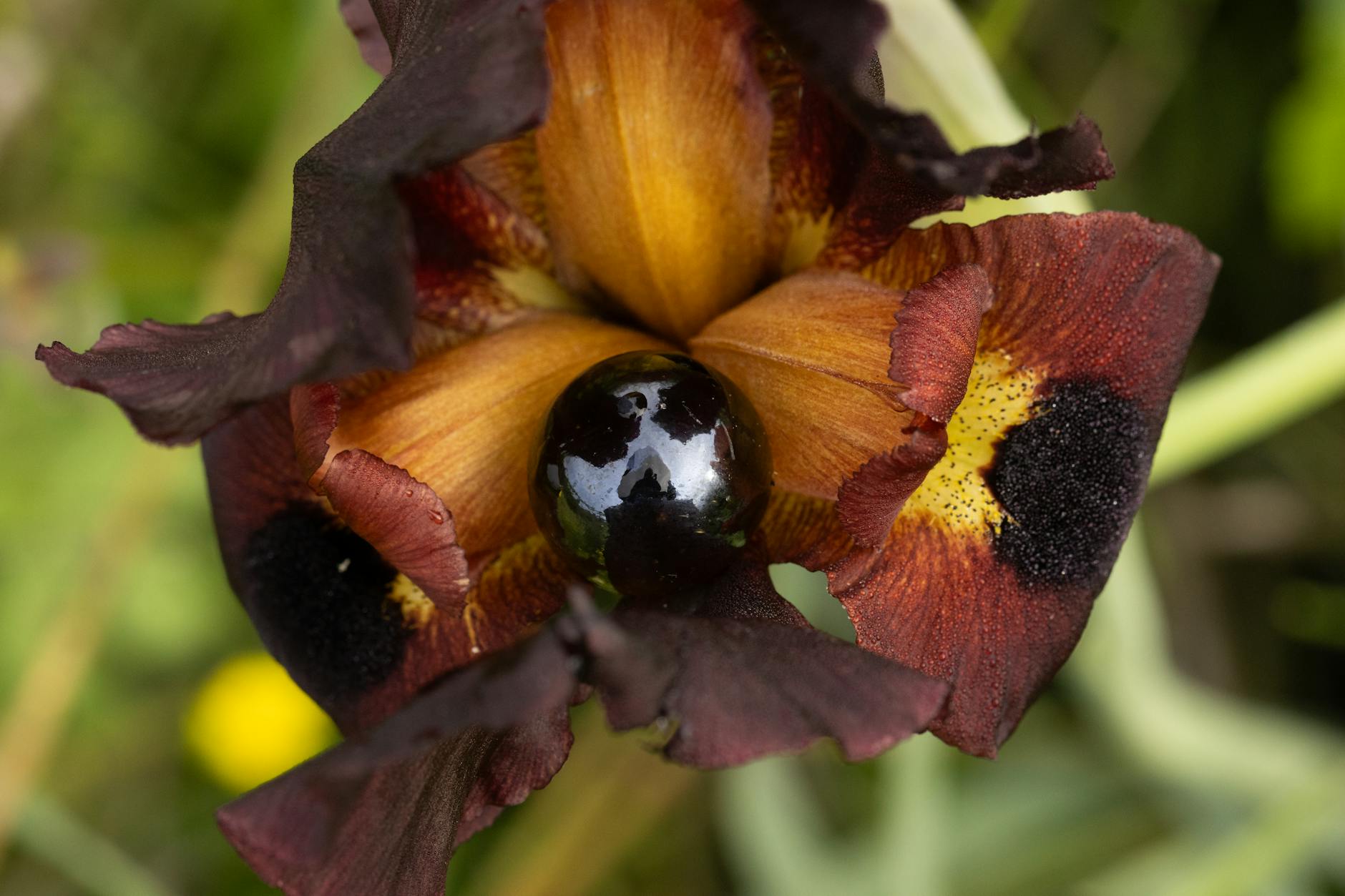 Detailansicht: Iris Dena