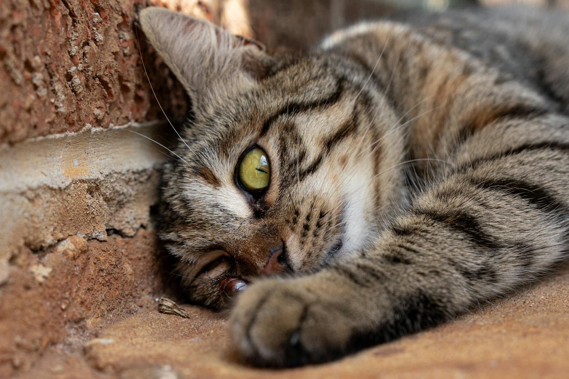 Detailansicht: Katze Vier Ohren