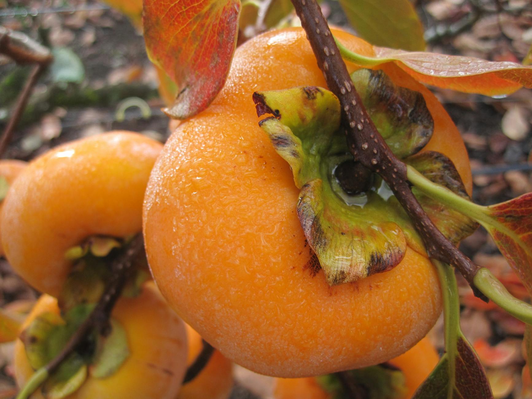 Linus Pauling Vitamin C Detailansicht: Linus Pauling Vitamin C