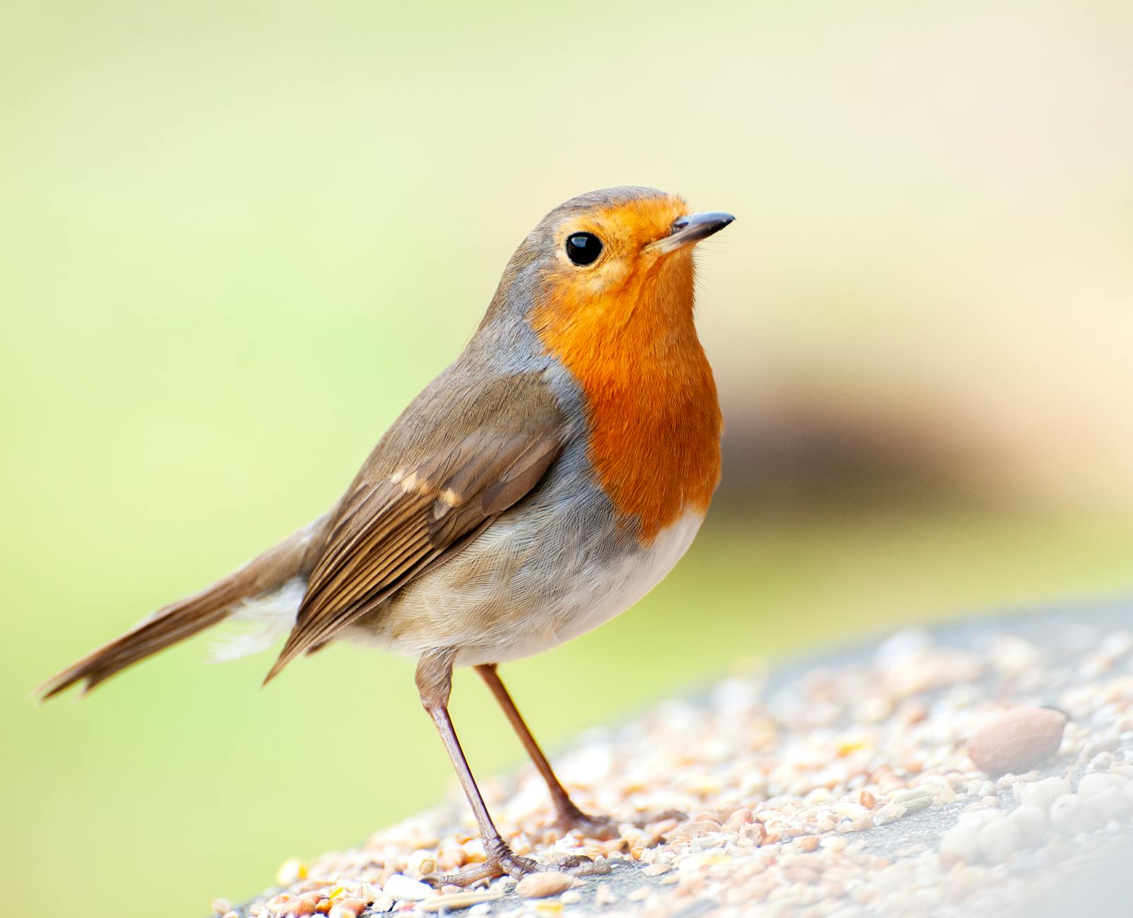 Robin Gunningham Detailansicht: Robin Gunningham