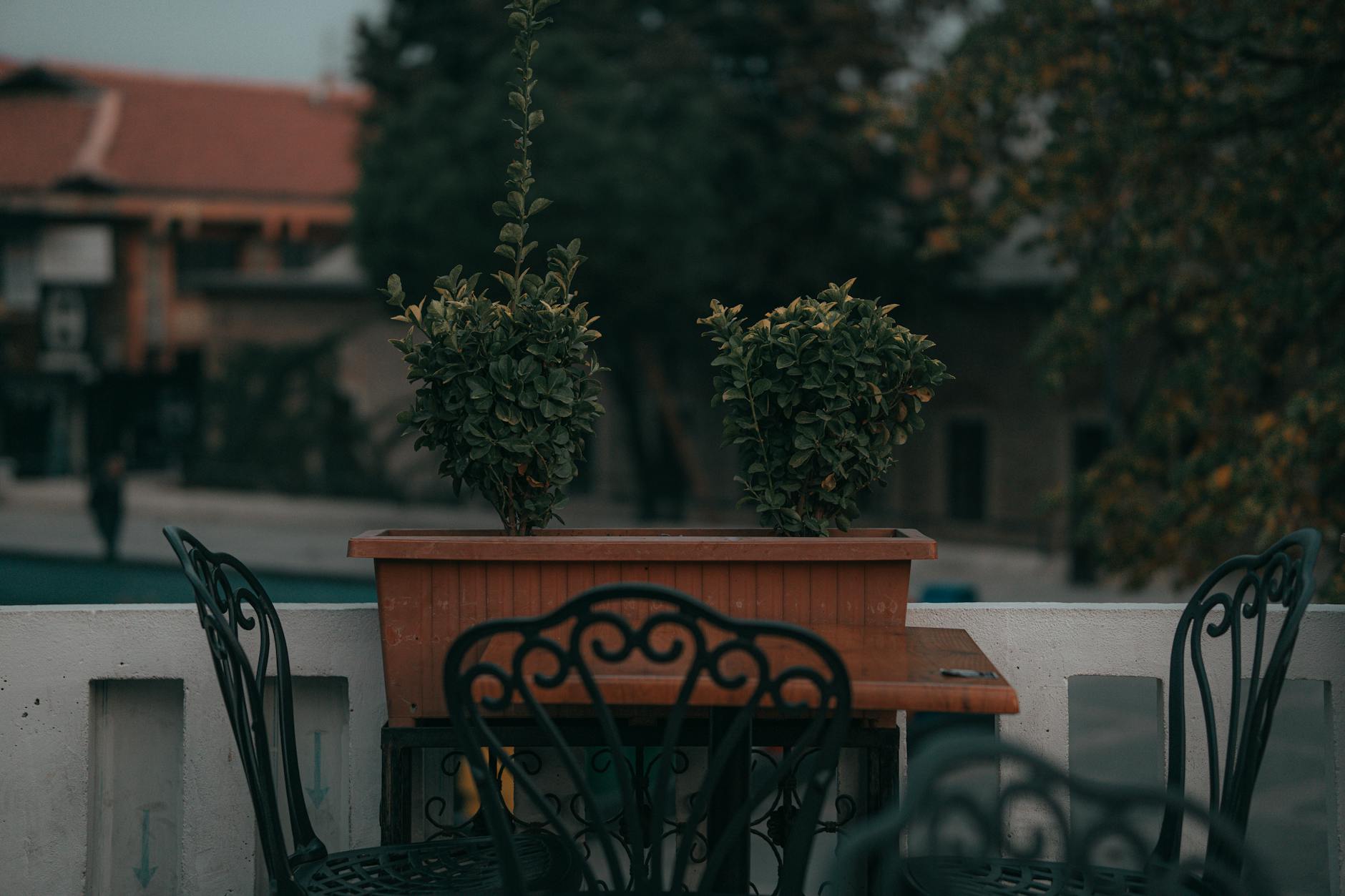 Balkon Baum Pflanzen Detailansicht: Balkon Baum Pflanzen