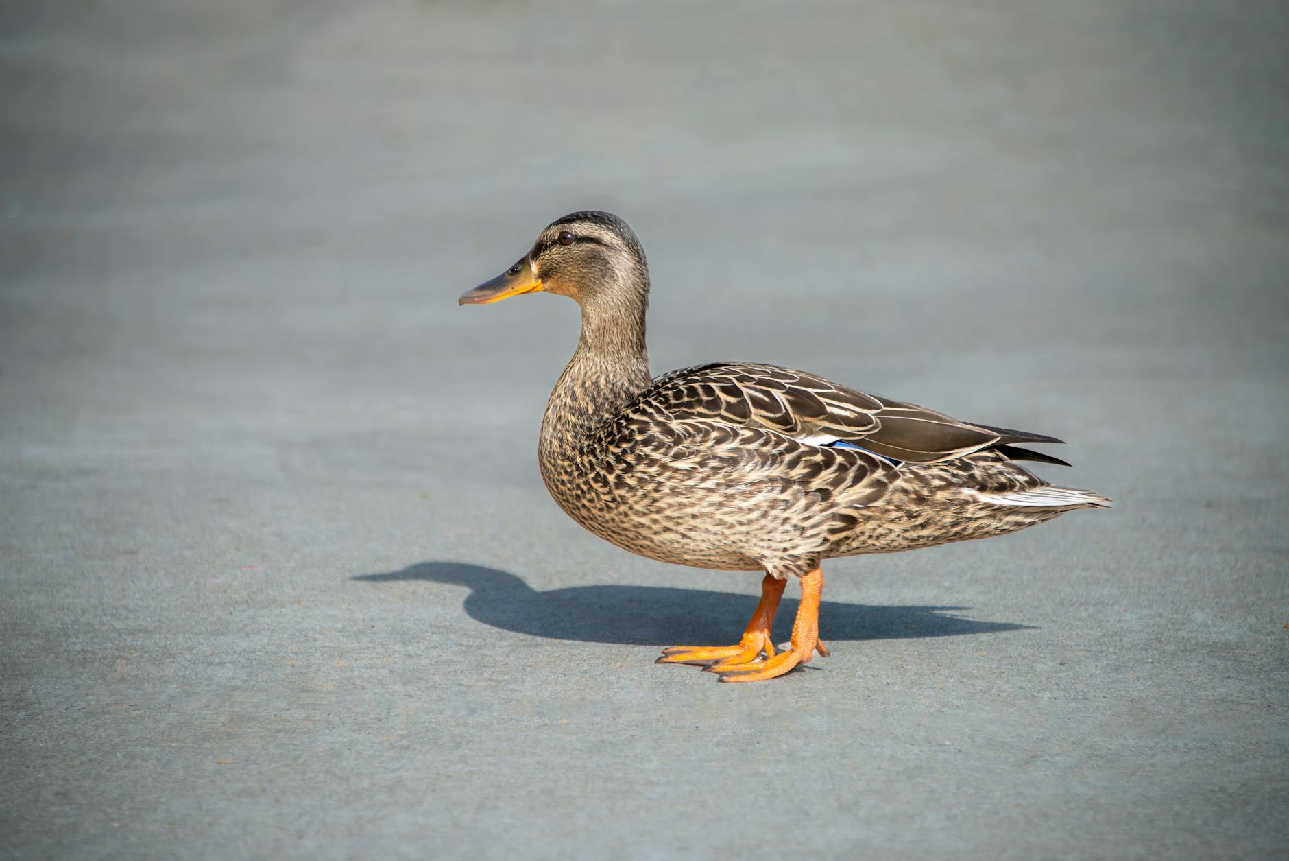 Symbolbild zum Thema Ducks – Oilers