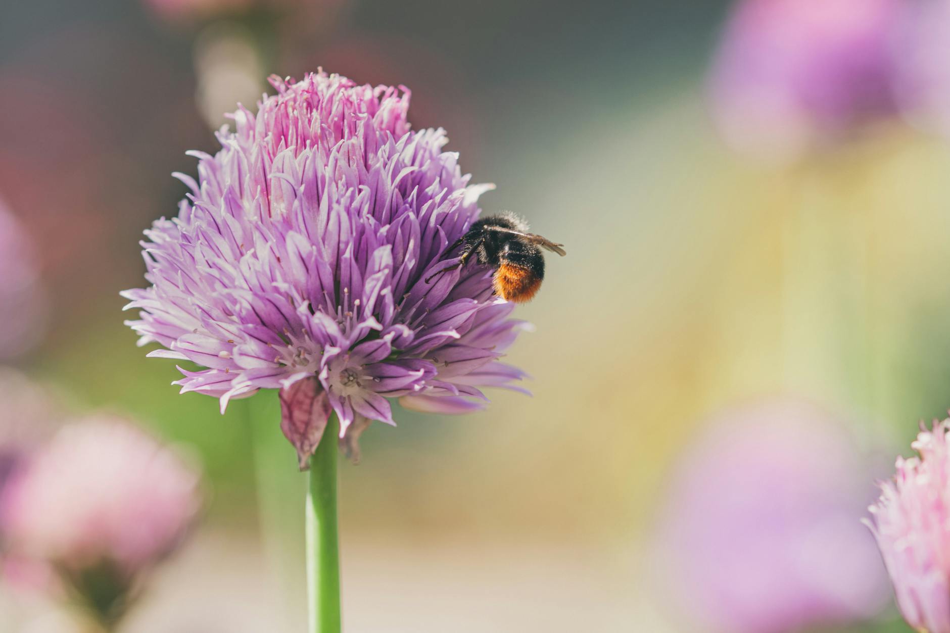 Gartentipps Bienenfreundliche Illustration zu Gartentipps Bienenfreundliche