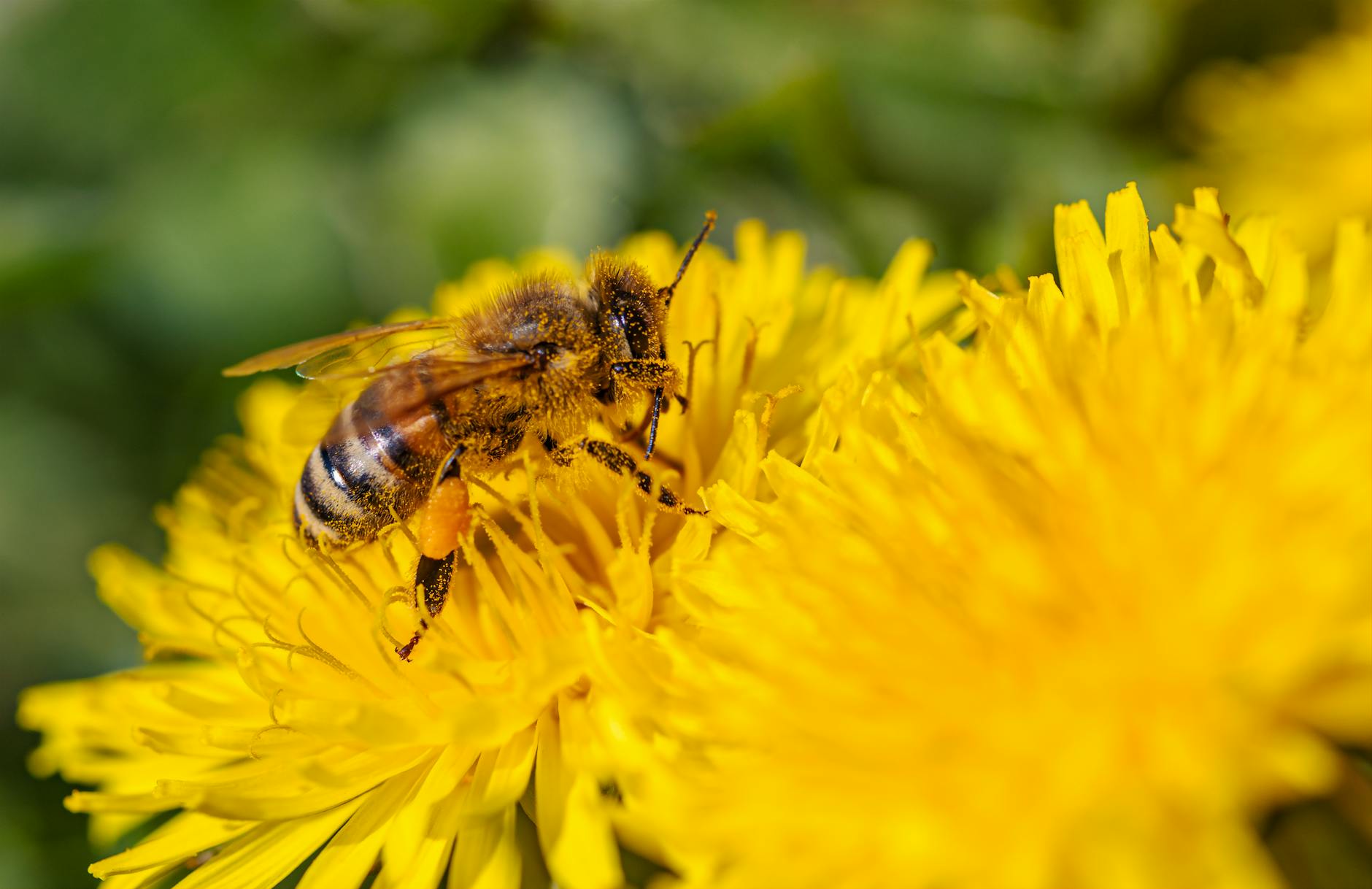 Gartentipps Bienenfreundliche Symbolbild zum Thema Gartentipps Bienenfreundliche