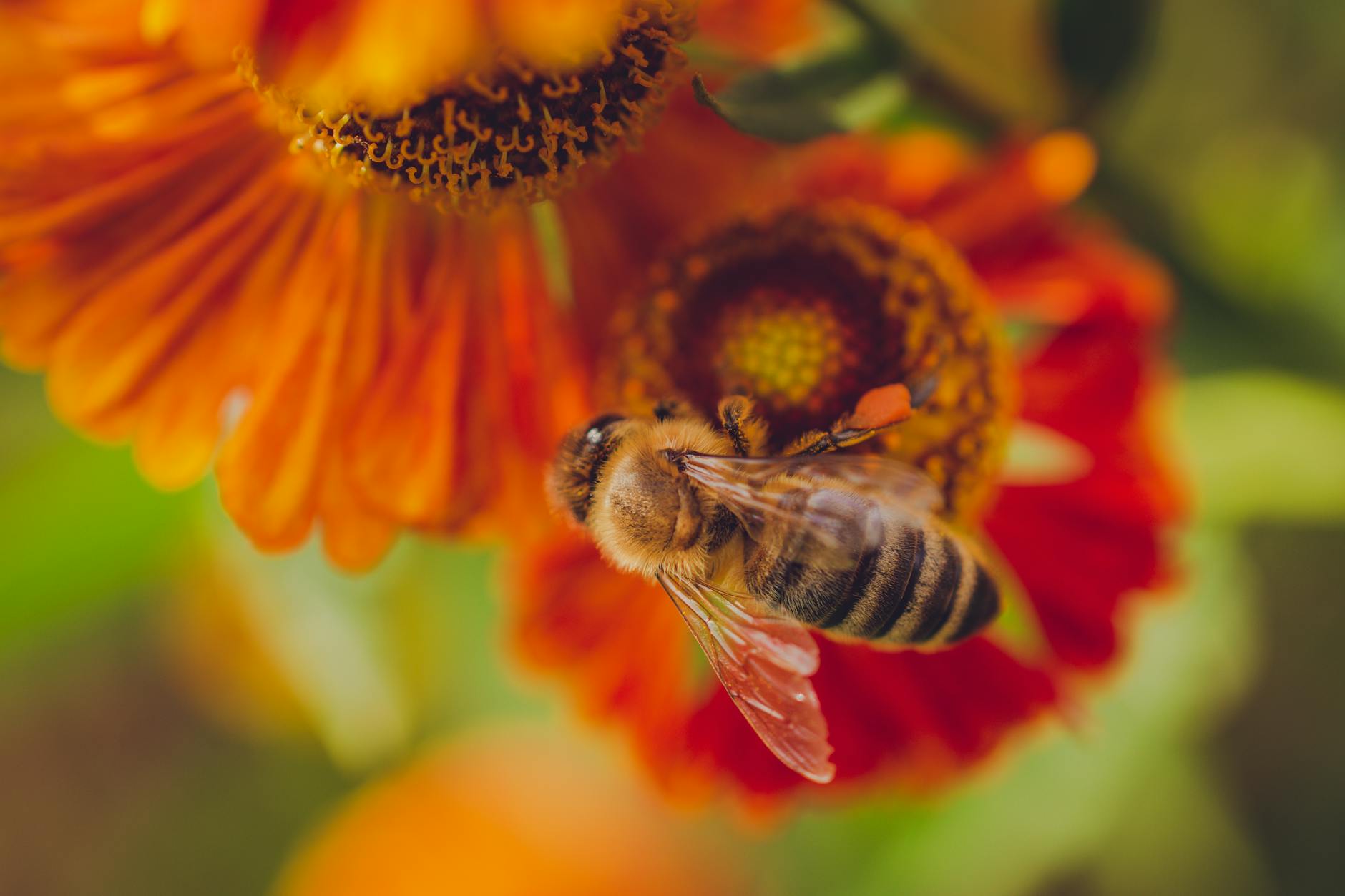 Gartentipps Bienenfreundliche Symbolbild zum Thema Gartentipps Bienenfreundliche
