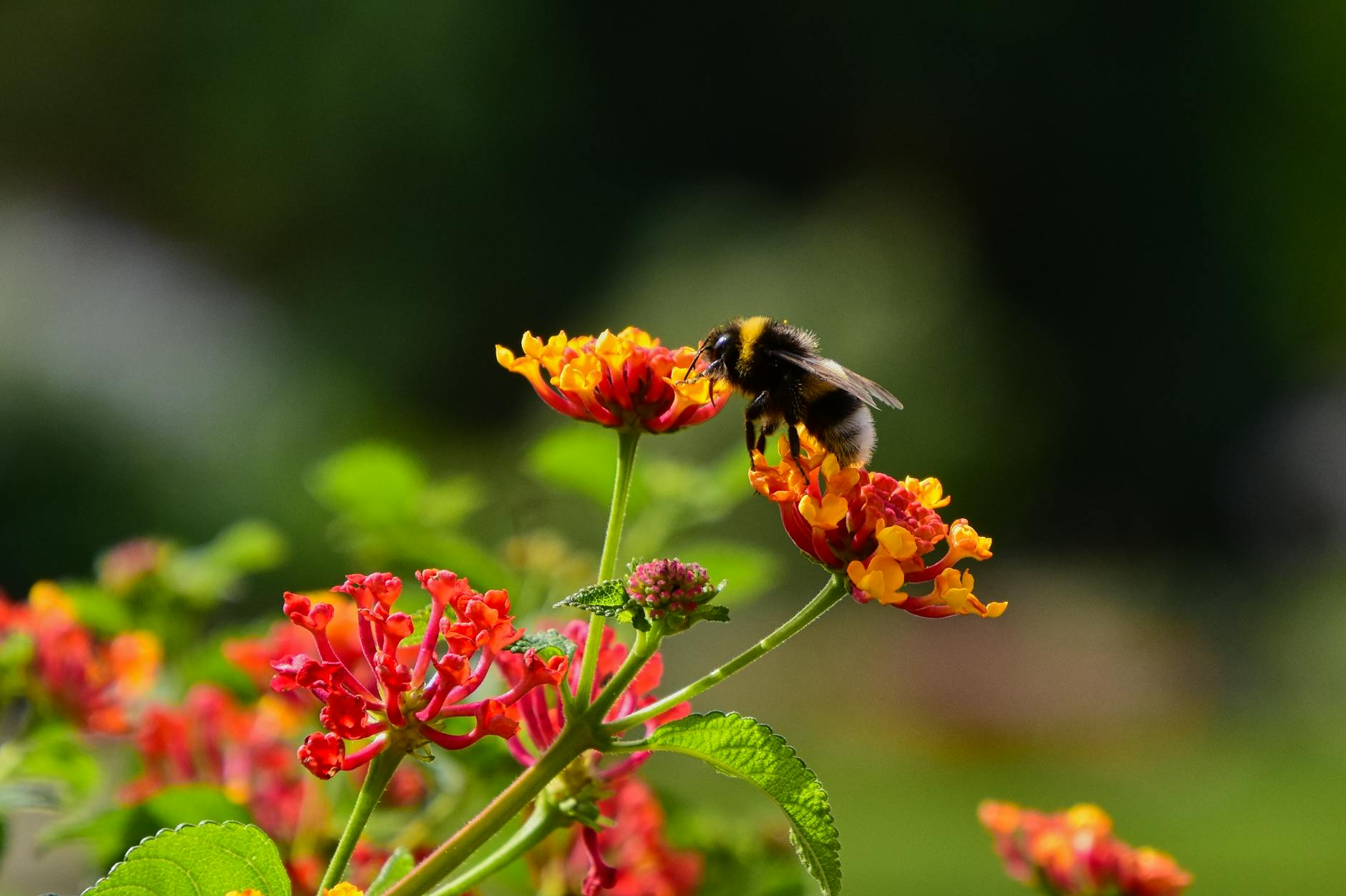Gartentipps Bienenfreundliche Detailansicht: Gartentipps Bienenfreundliche