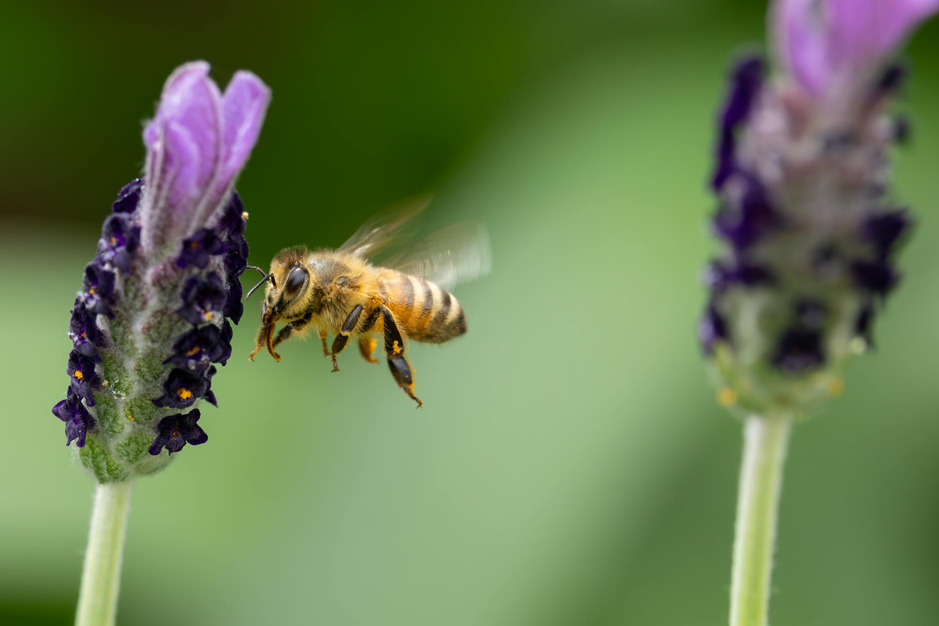 Gartentipps Bienenfreundliche Detailansicht: Gartentipps Bienenfreundliche