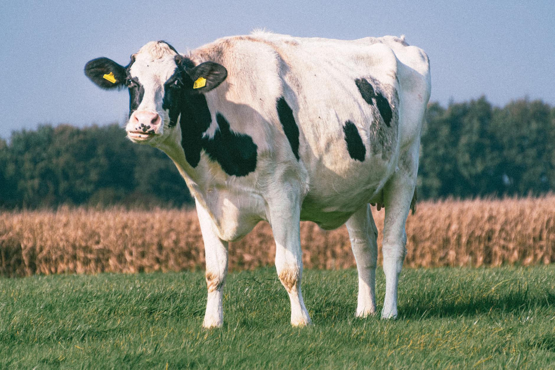 Illustration zu Hertha – Holstein