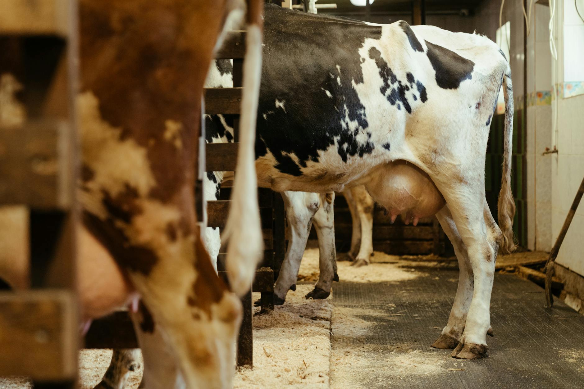 Symbolbild zum Thema Hertha – Holstein