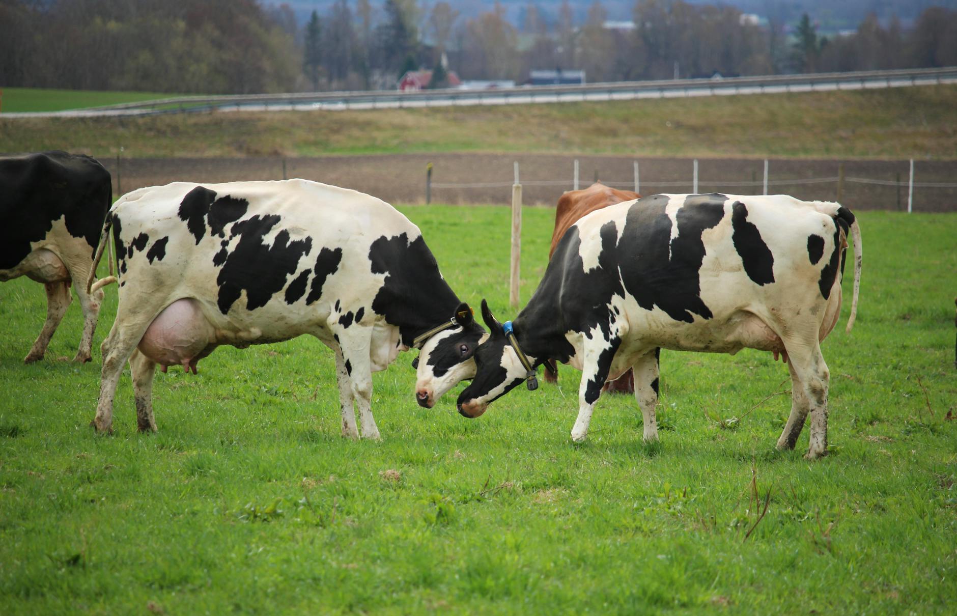 Detailansicht: Hertha – Holstein