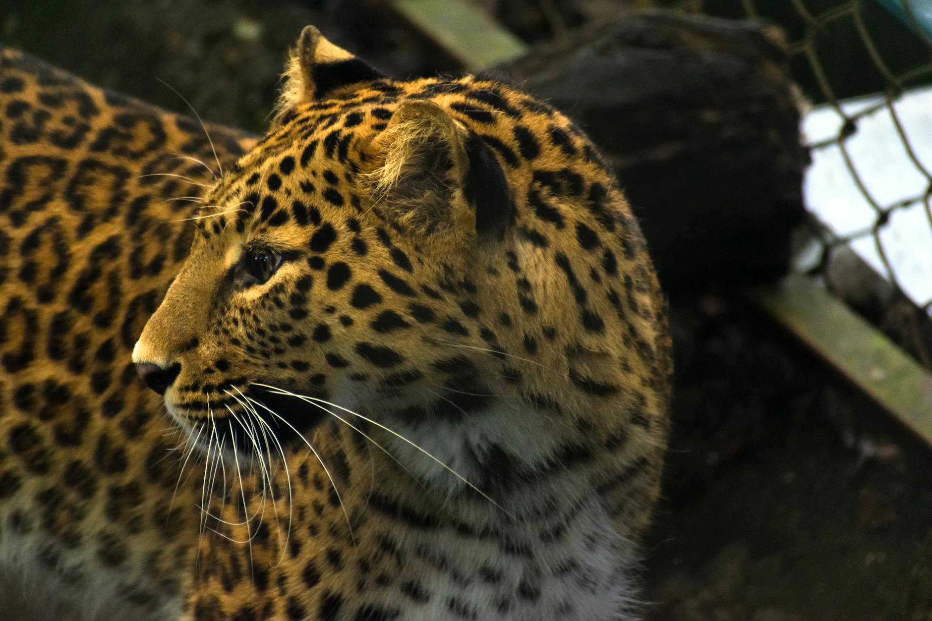 Leopard 2 Symbolbild zum Thema Leopard 2