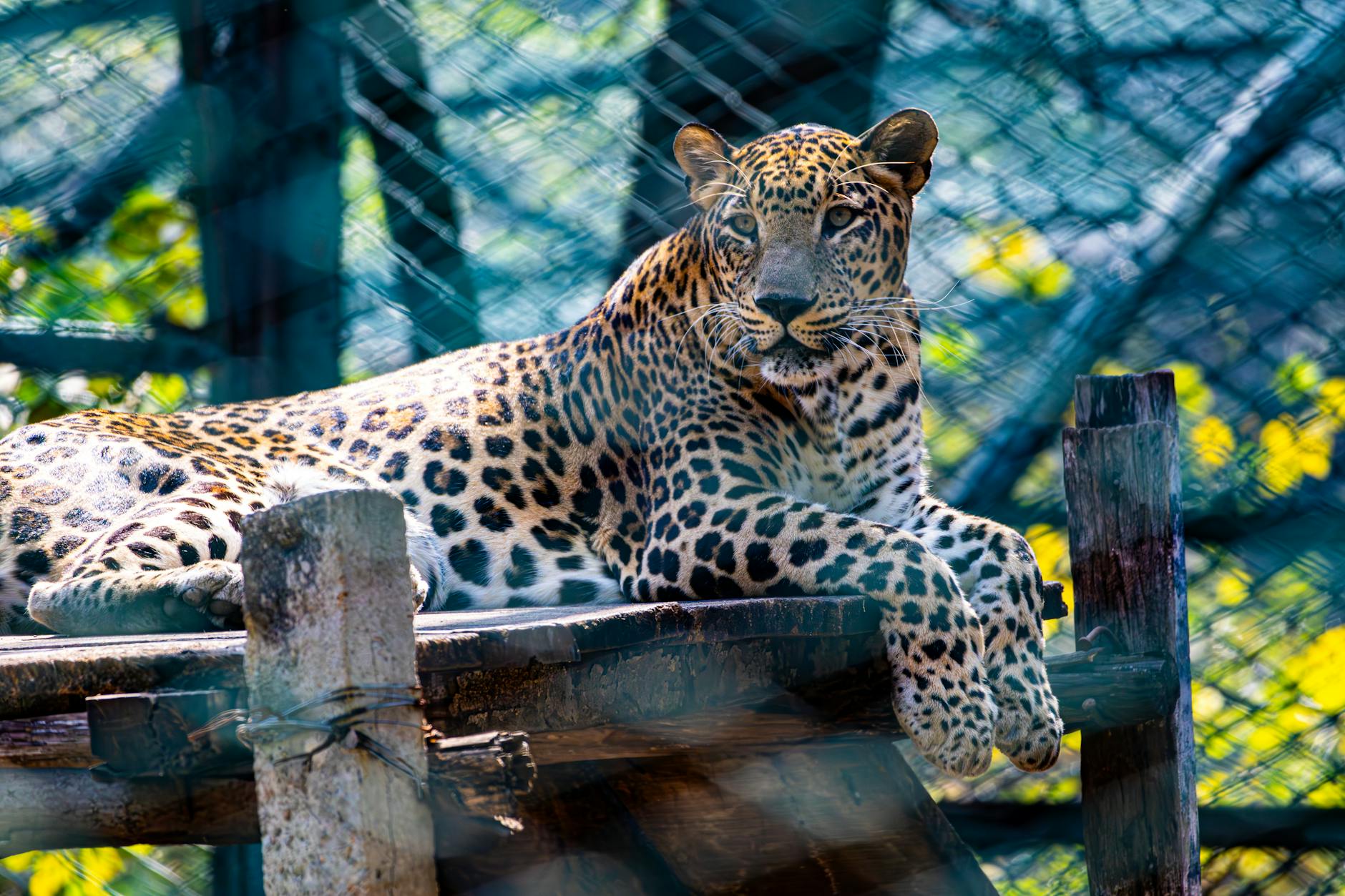 Leopard 2 Detailansicht: Leopard 2