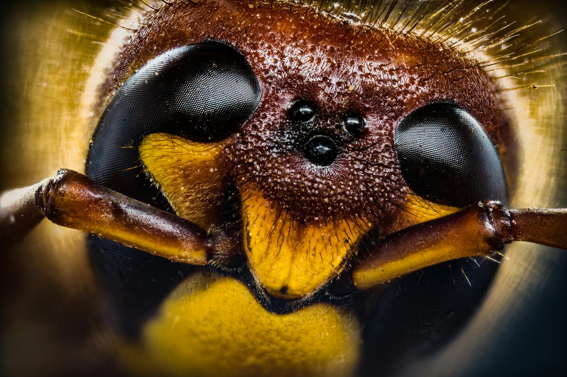 Magic-hornets Detailansicht: Magic-hornets