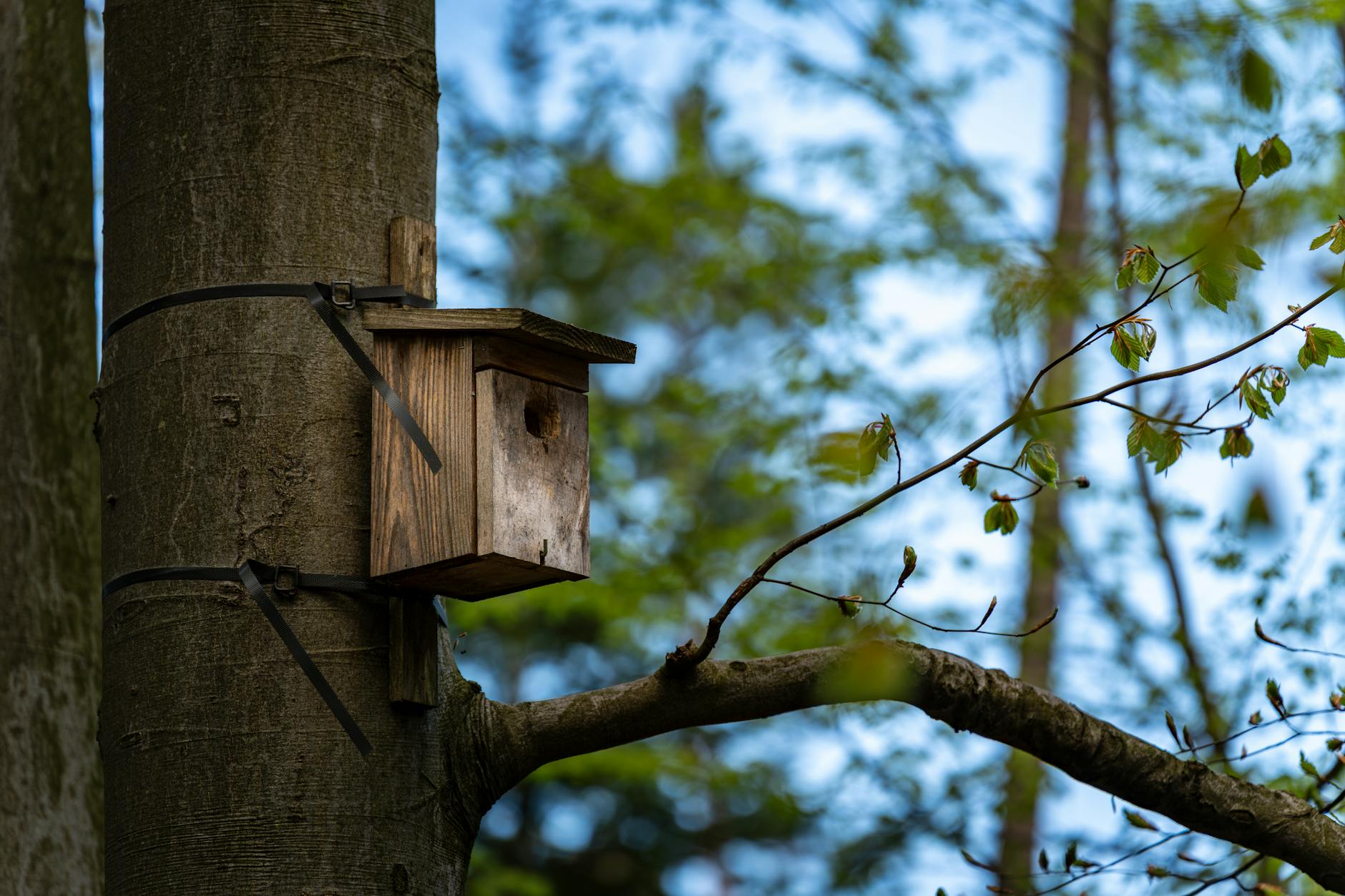 Detailansicht: Nistkasten Bauen