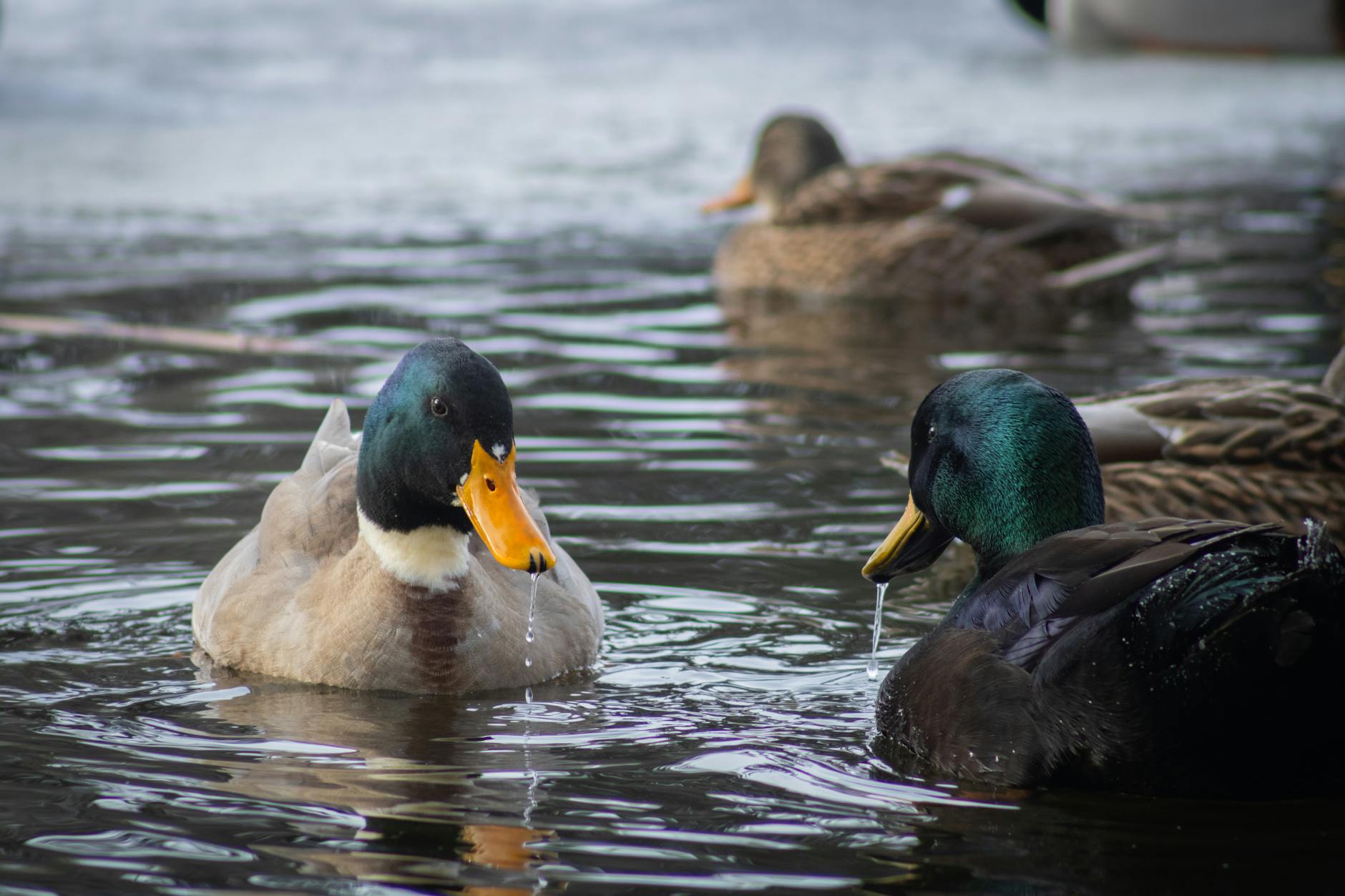 Oilers – Ducks Illustration zu Oilers – Ducks
