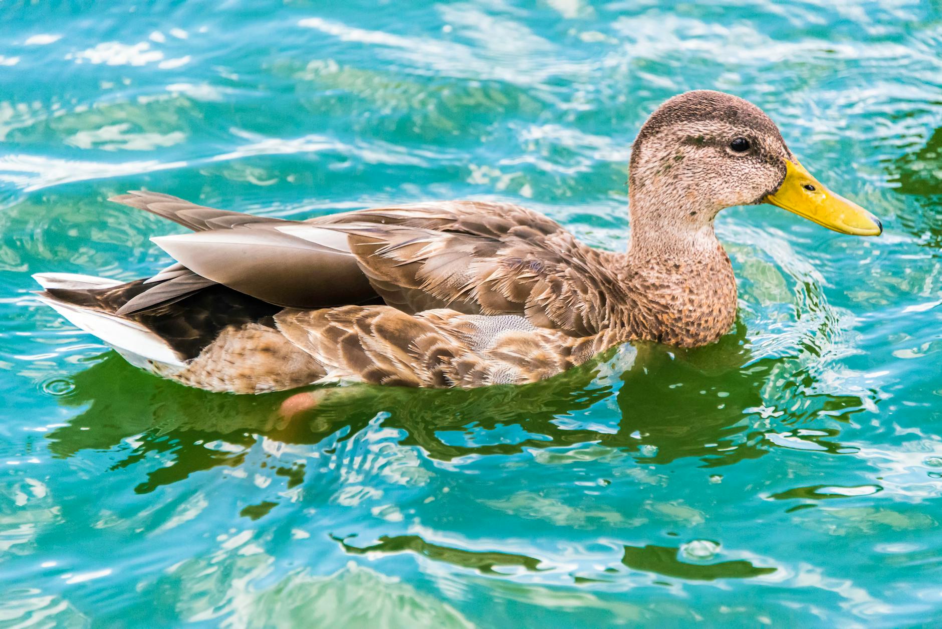 Oilers – Ducks Symbolbild zum Thema Oilers – Ducks