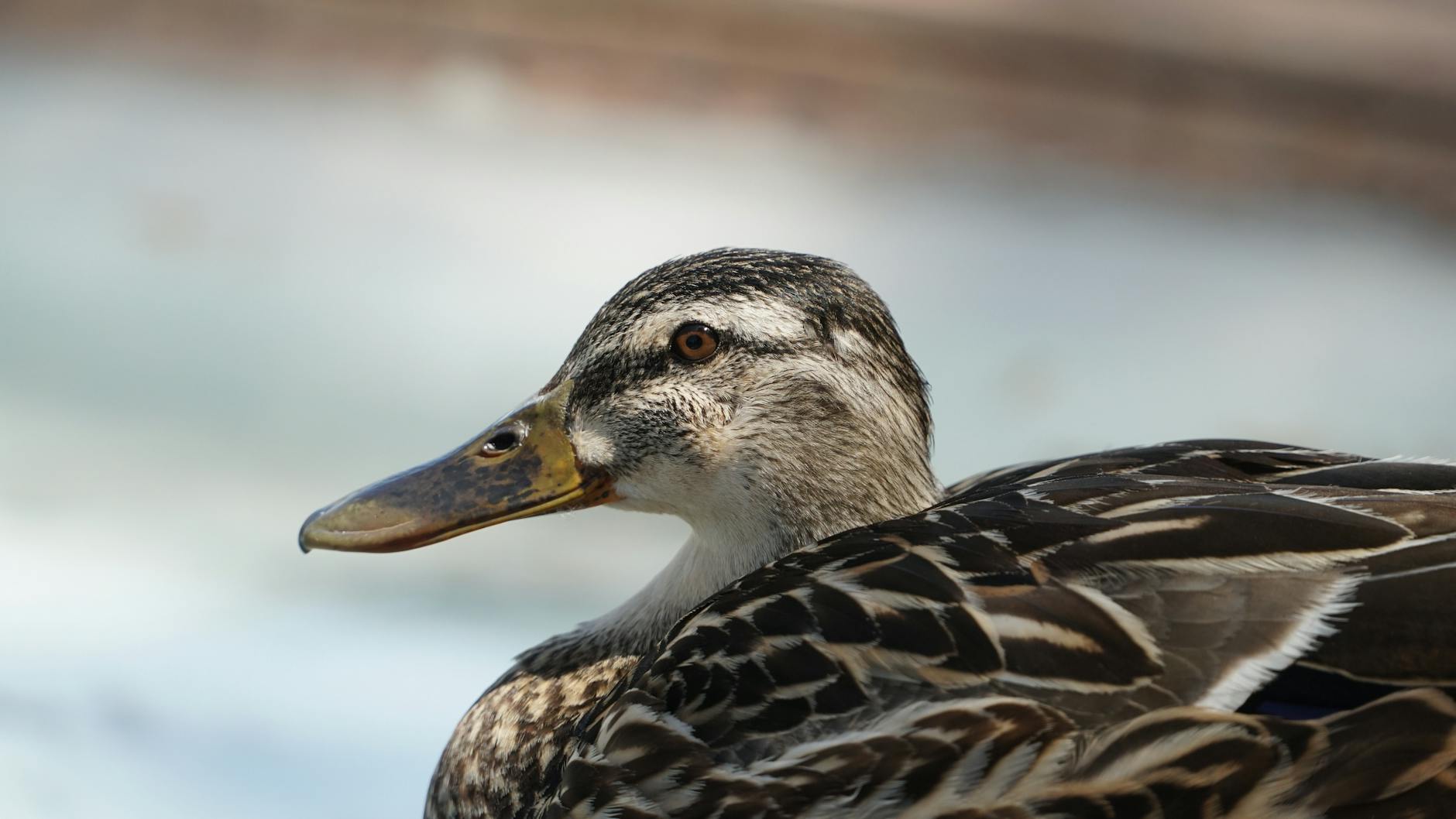 Oilers – Ducks Symbolbild zum Thema Oilers – Ducks