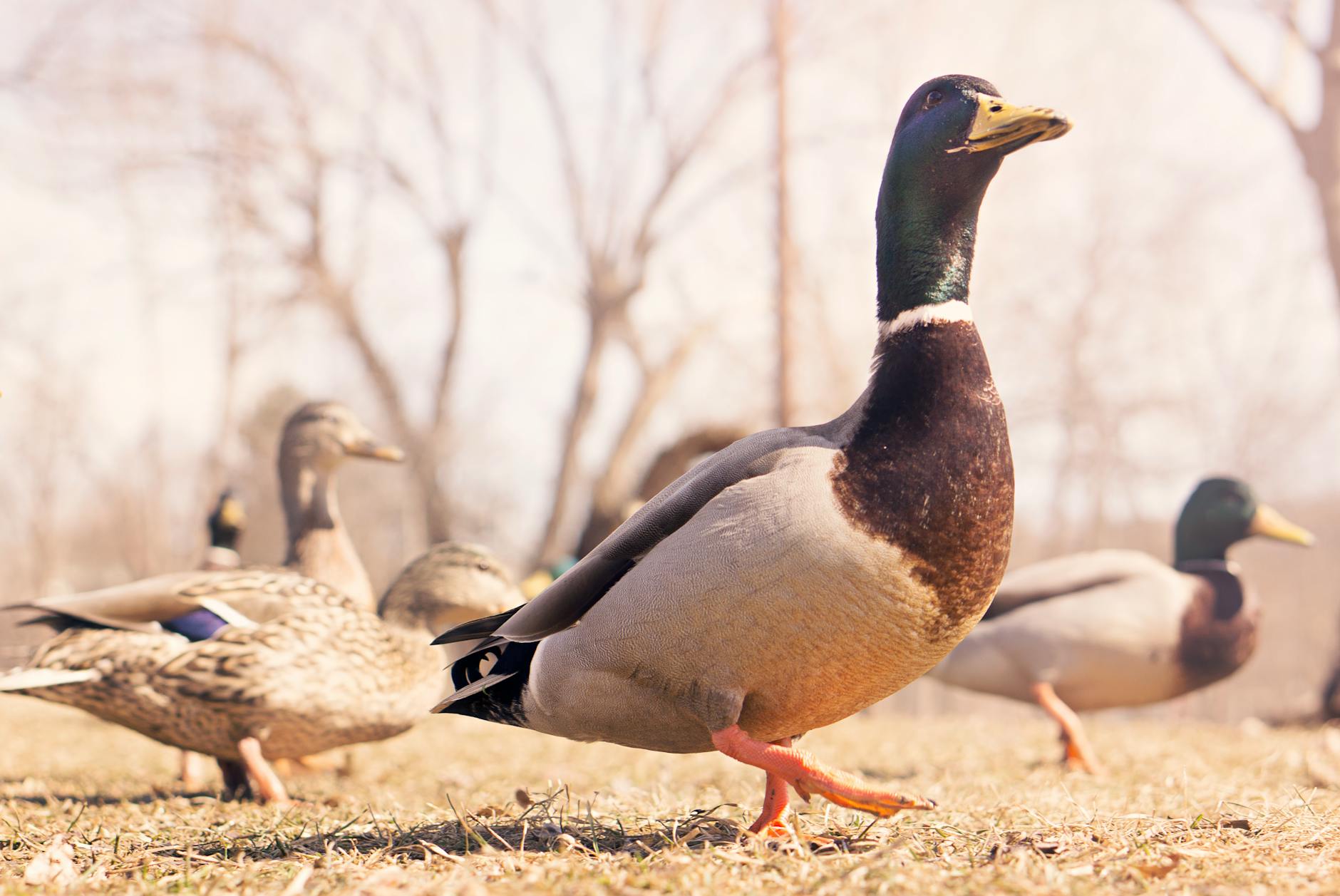 Oilers – Ducks Detailansicht: Oilers – Ducks