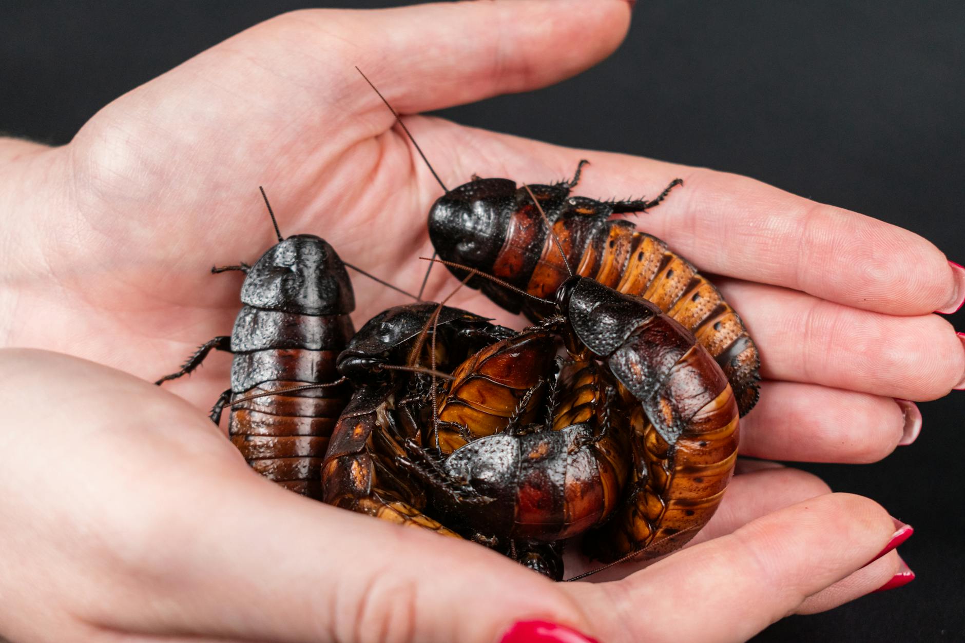 Symbolbild zum Thema The Cockroaches Rolling Stones