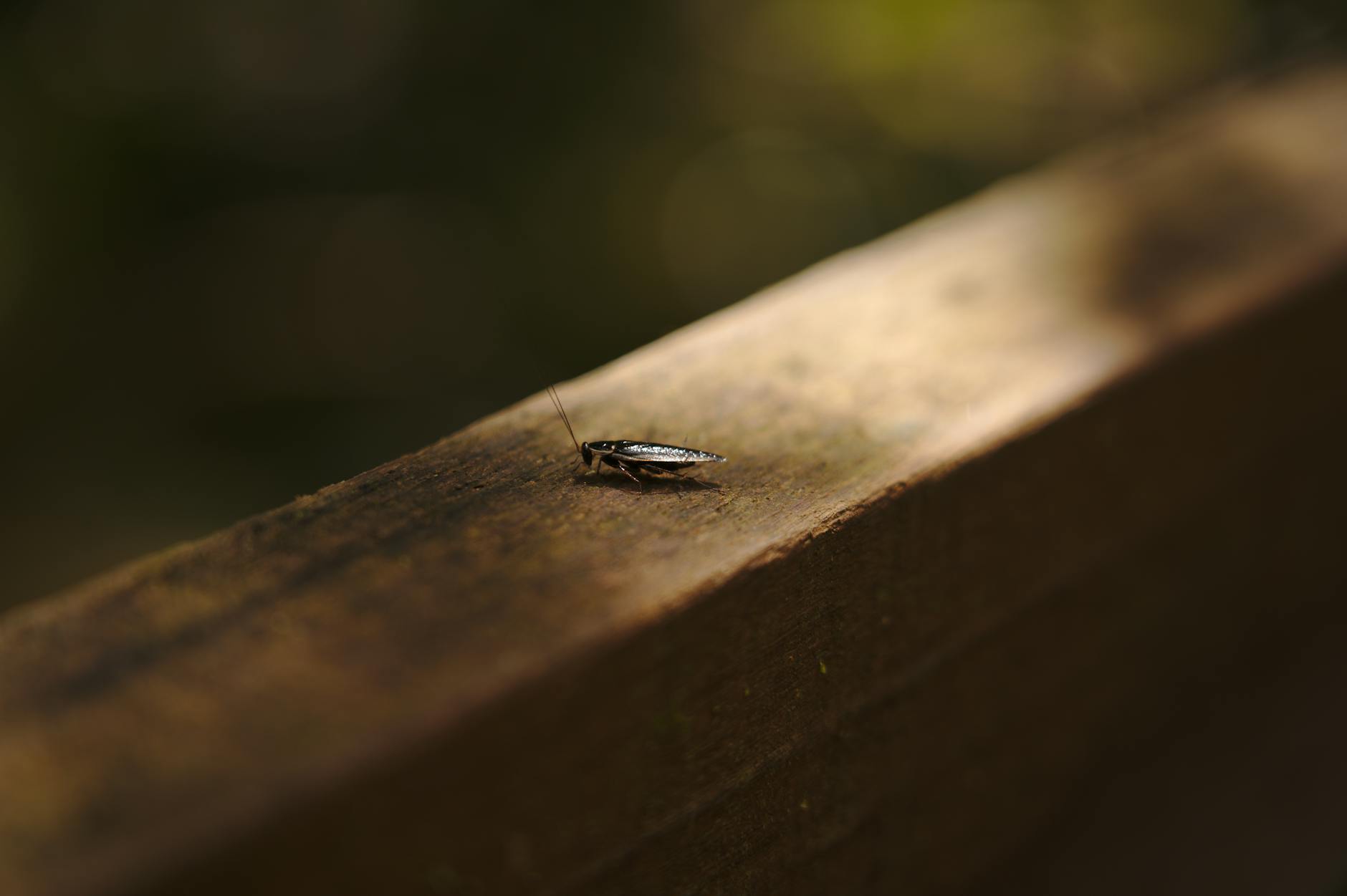 Symbolbild zum Thema The Cockroaches Rolling Stones