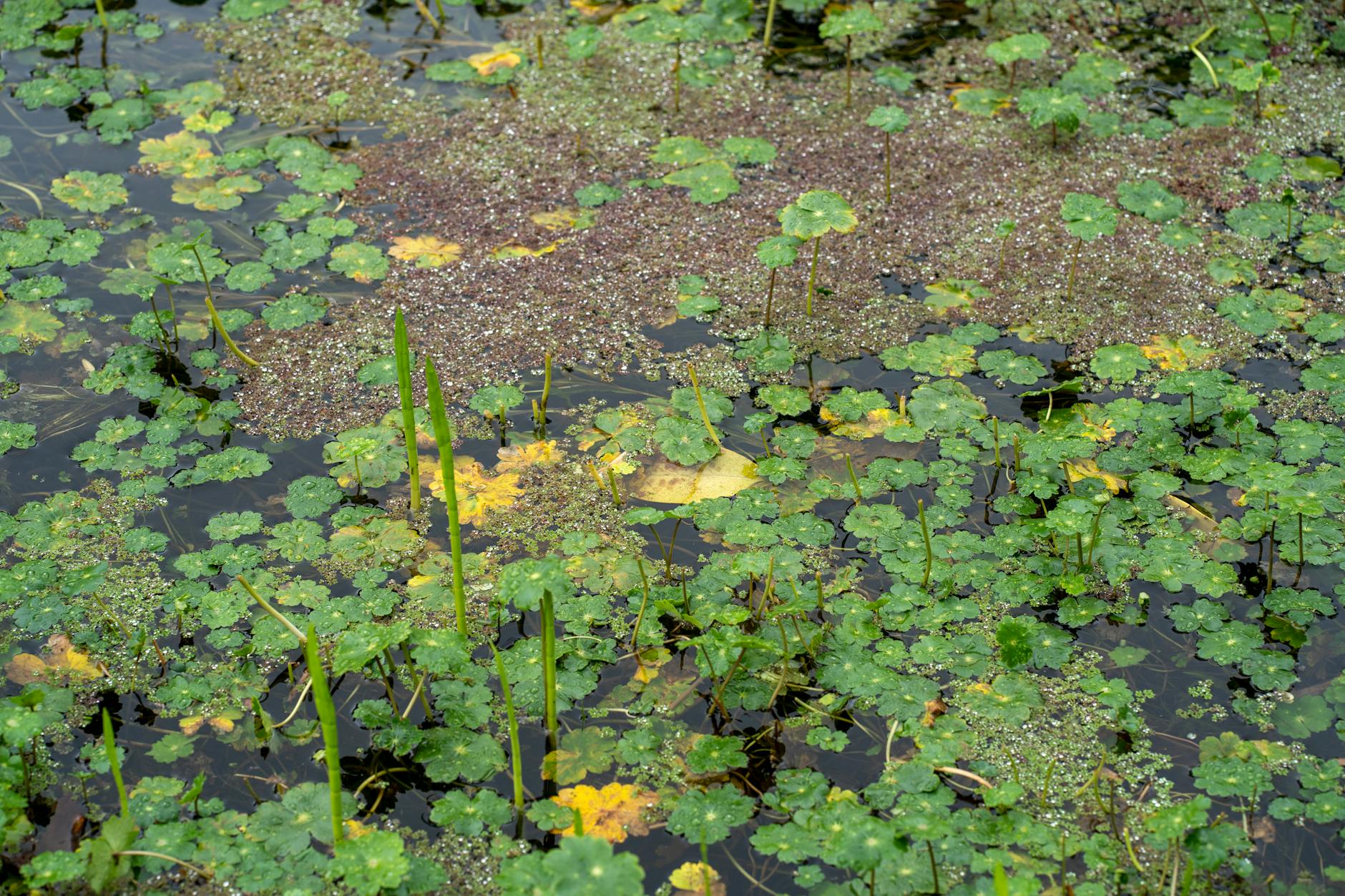 Wasserpflanzen Teich Illustration zu Wasserpflanzen Teich