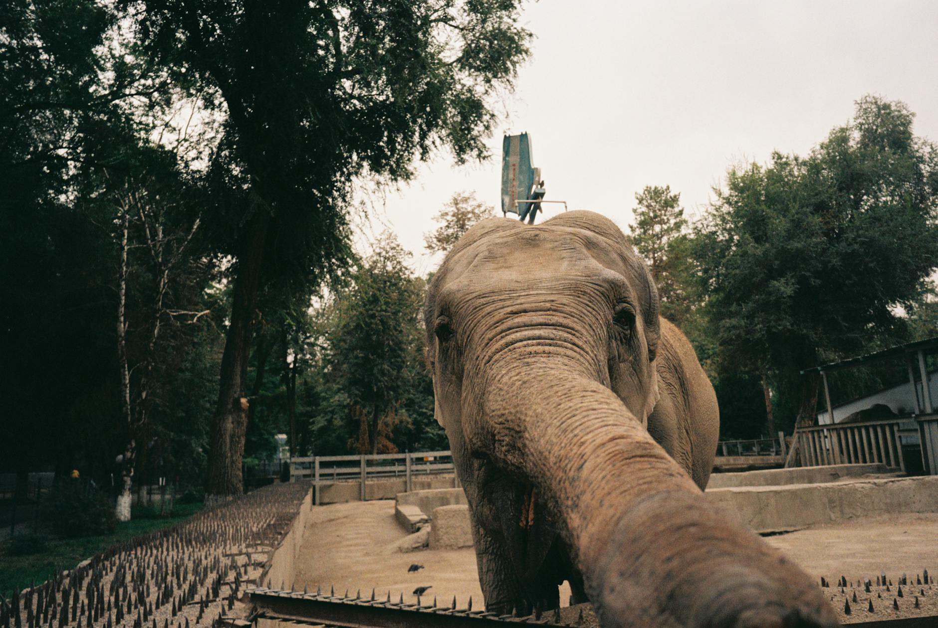 Zoo Illustration zu Zoo