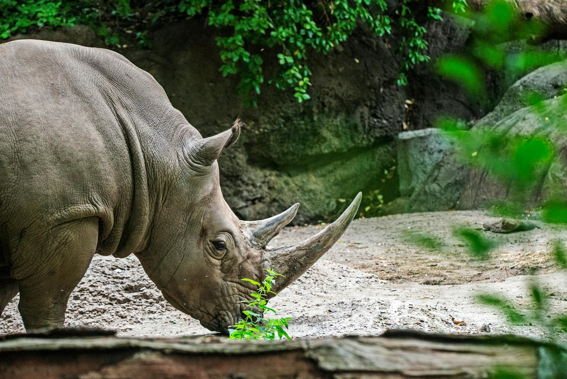 Zoo Illustration zu Zoo