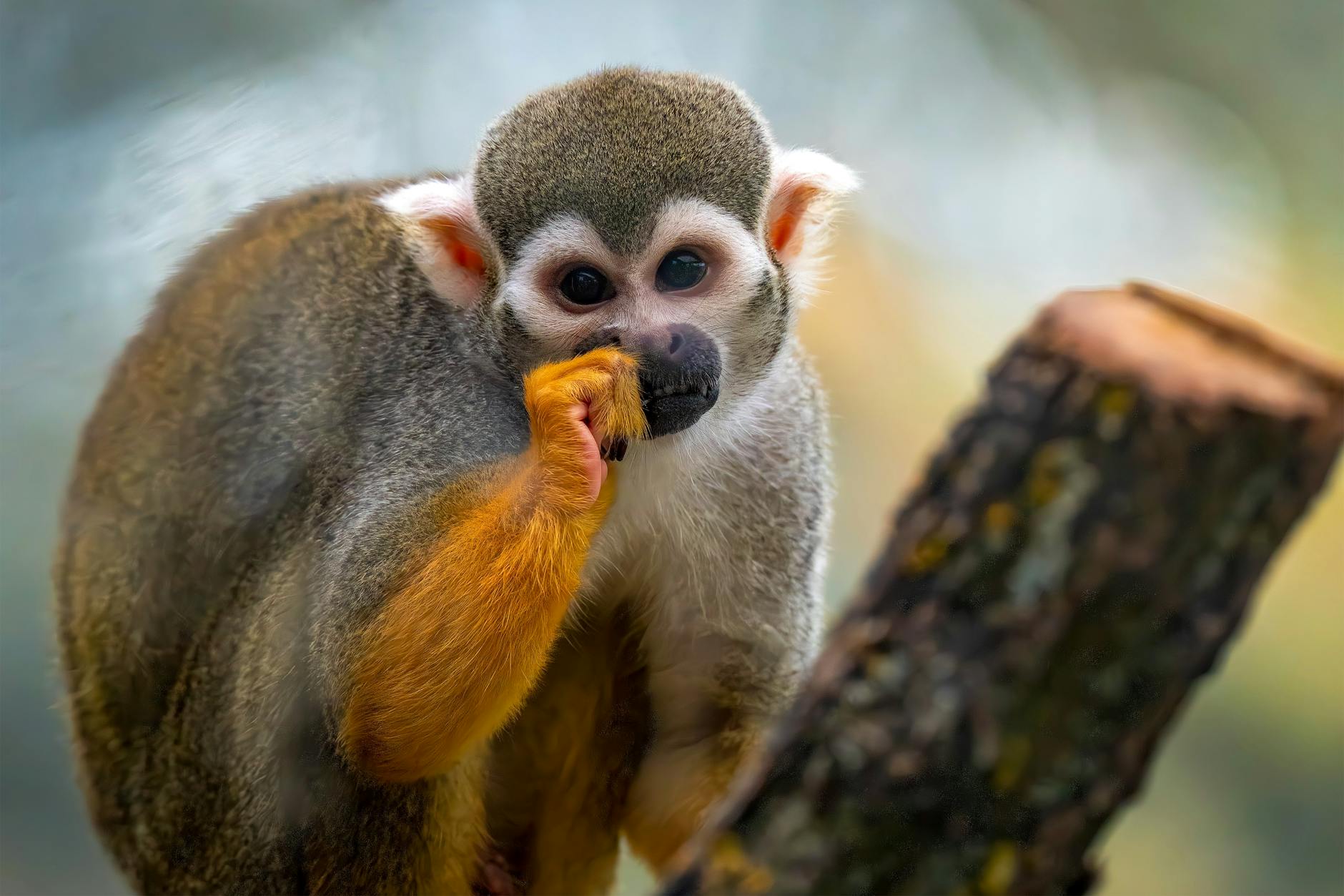 Zoo Symbolbild zum Thema Zoo
