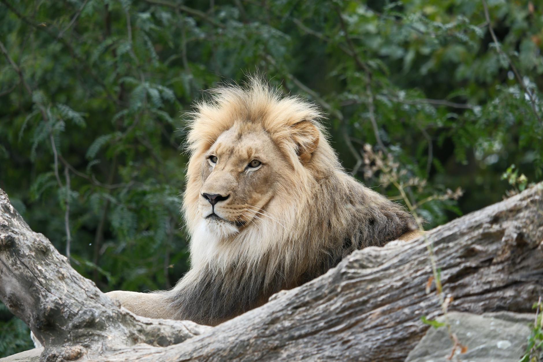 Zoo Detailansicht: Zoo