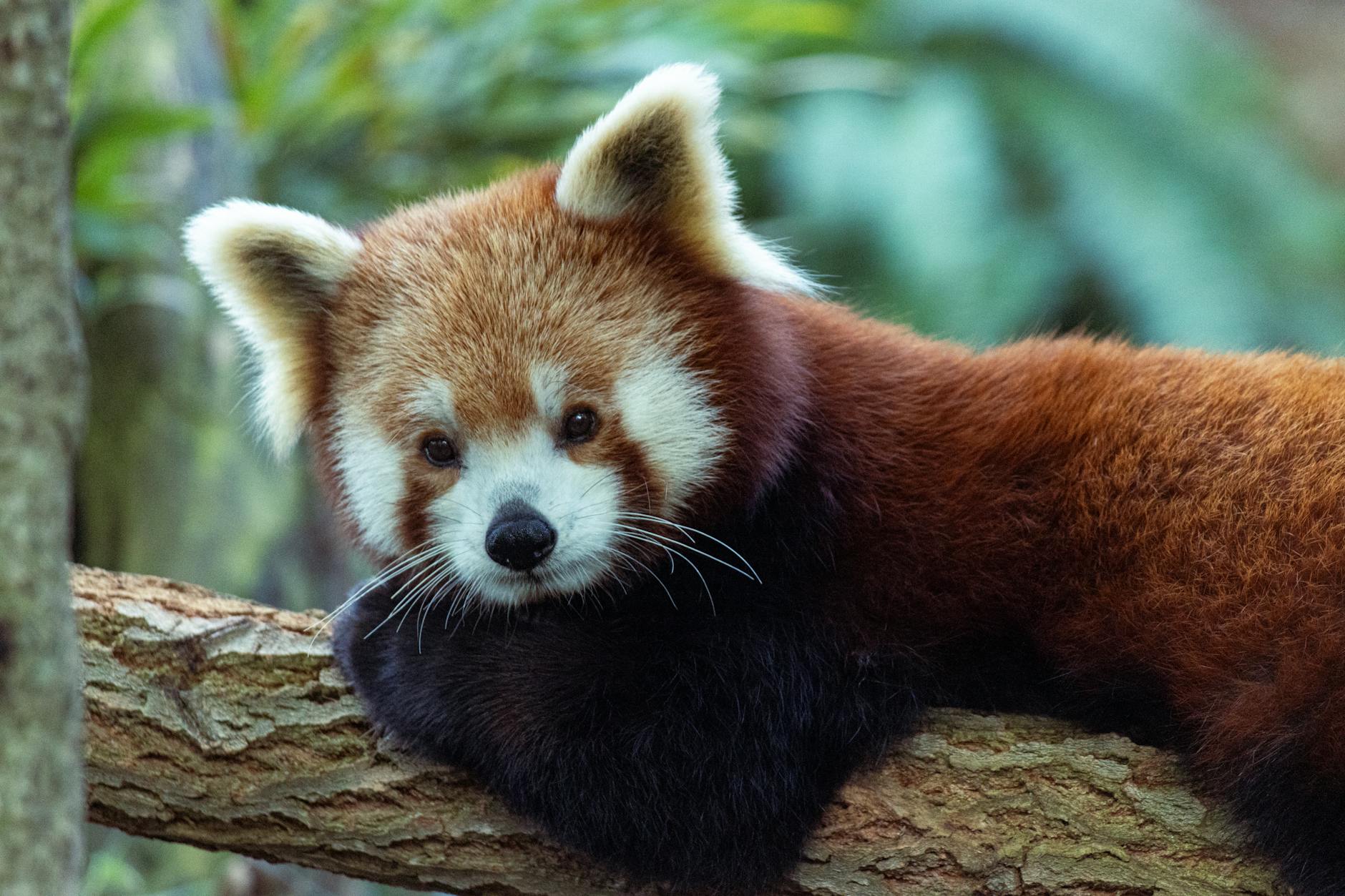 Zoo Detailansicht: Zoo