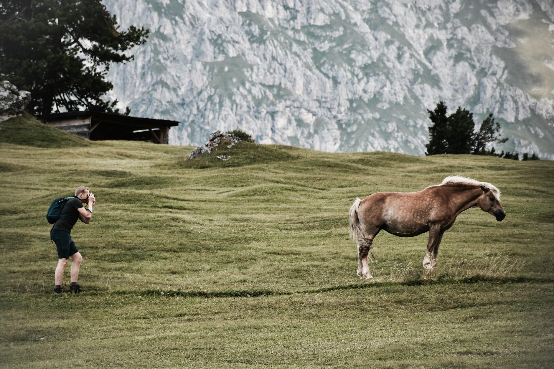 Illustration zu Haflinger