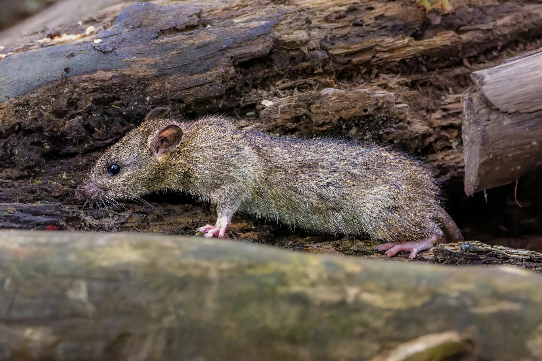 Hantavirus Infektion Symbolbild zum Thema Hantavirus Infektion
