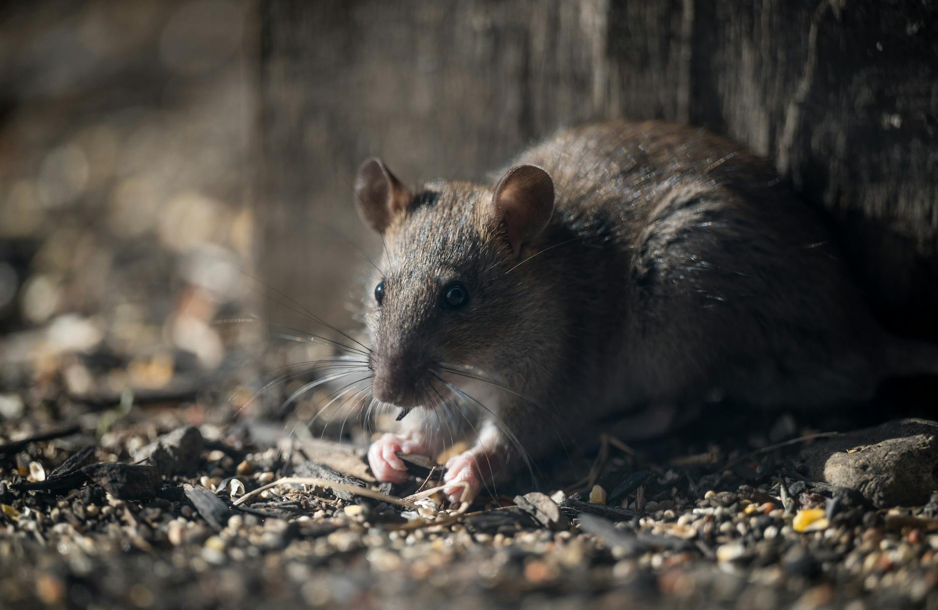 Hantavirus Infektion Symbolbild zum Thema Hantavirus Infektion