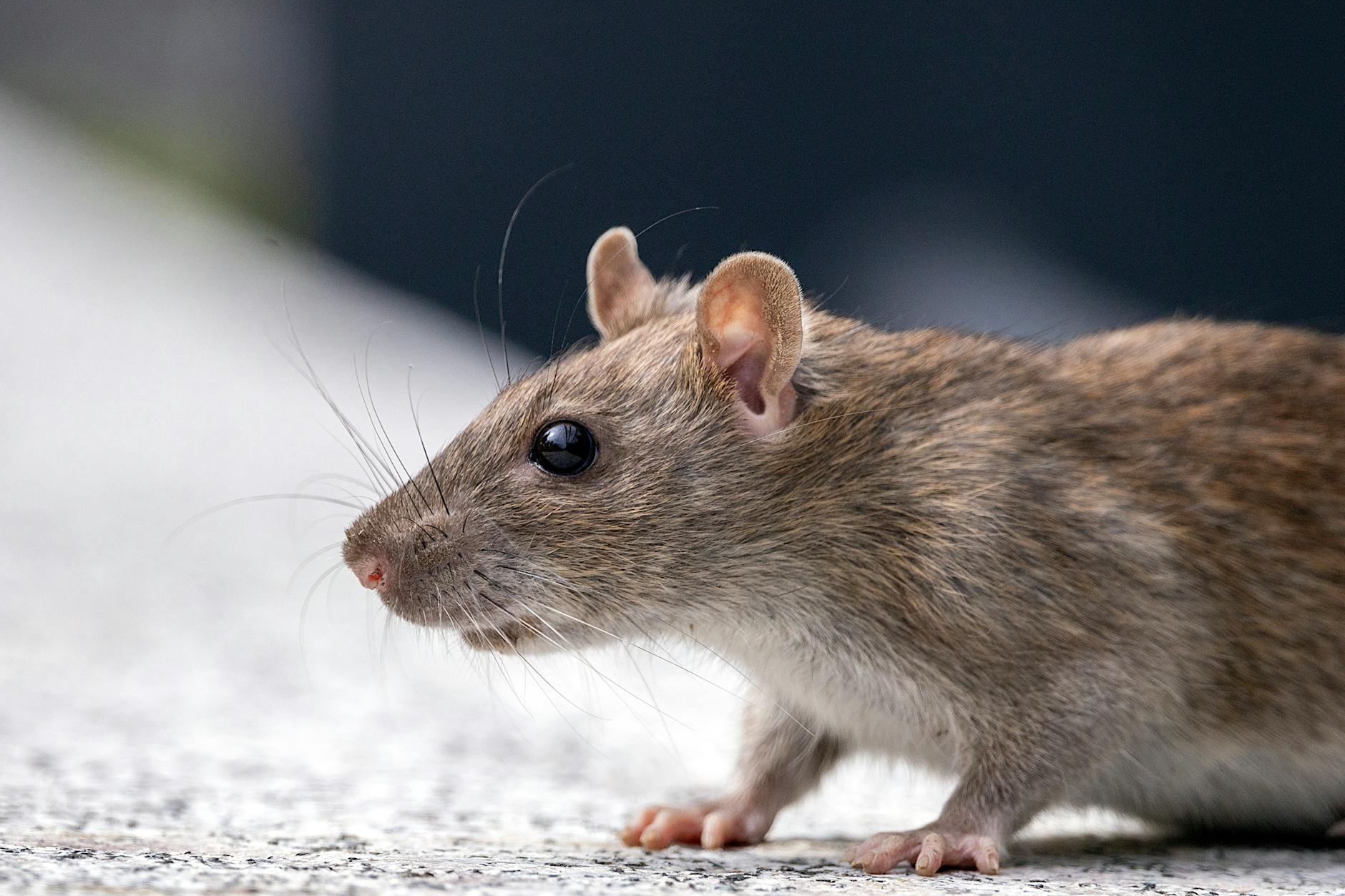Hantavirus Infektion Detailansicht: Hantavirus Infektion